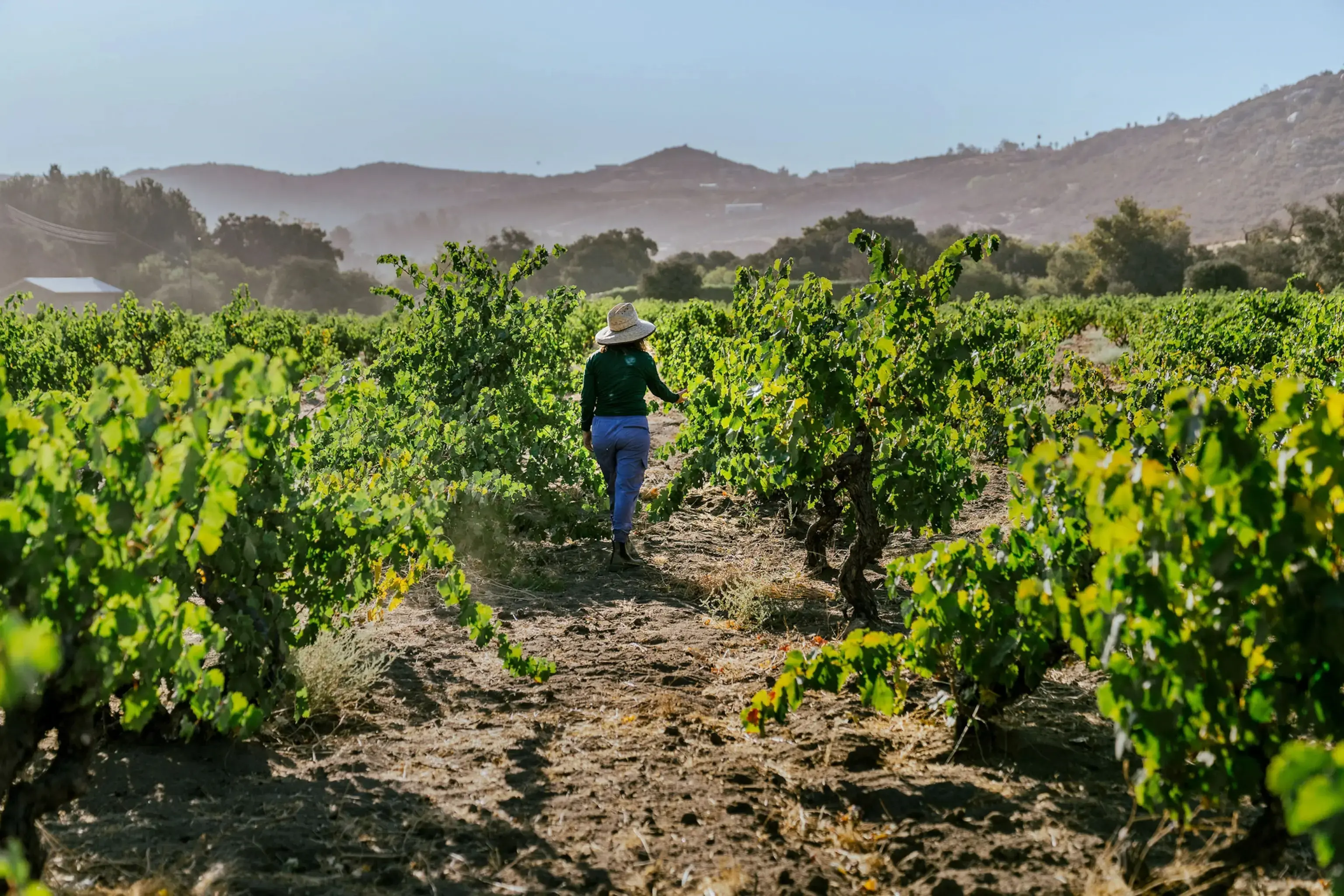 In California, a new strategy to fight grapevine-killing bacteria