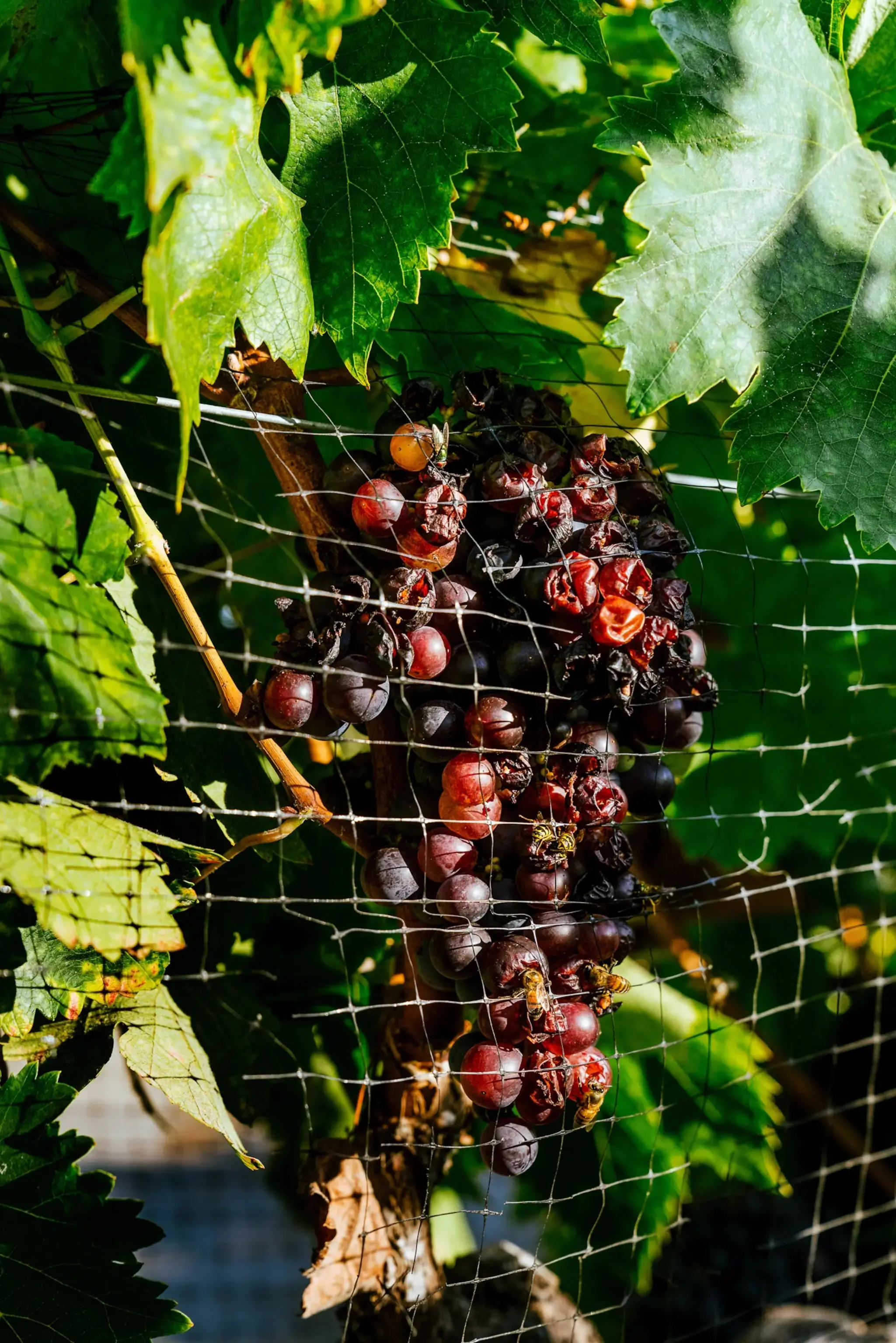 Organic Swing Tank - Grape · Under The Canopy