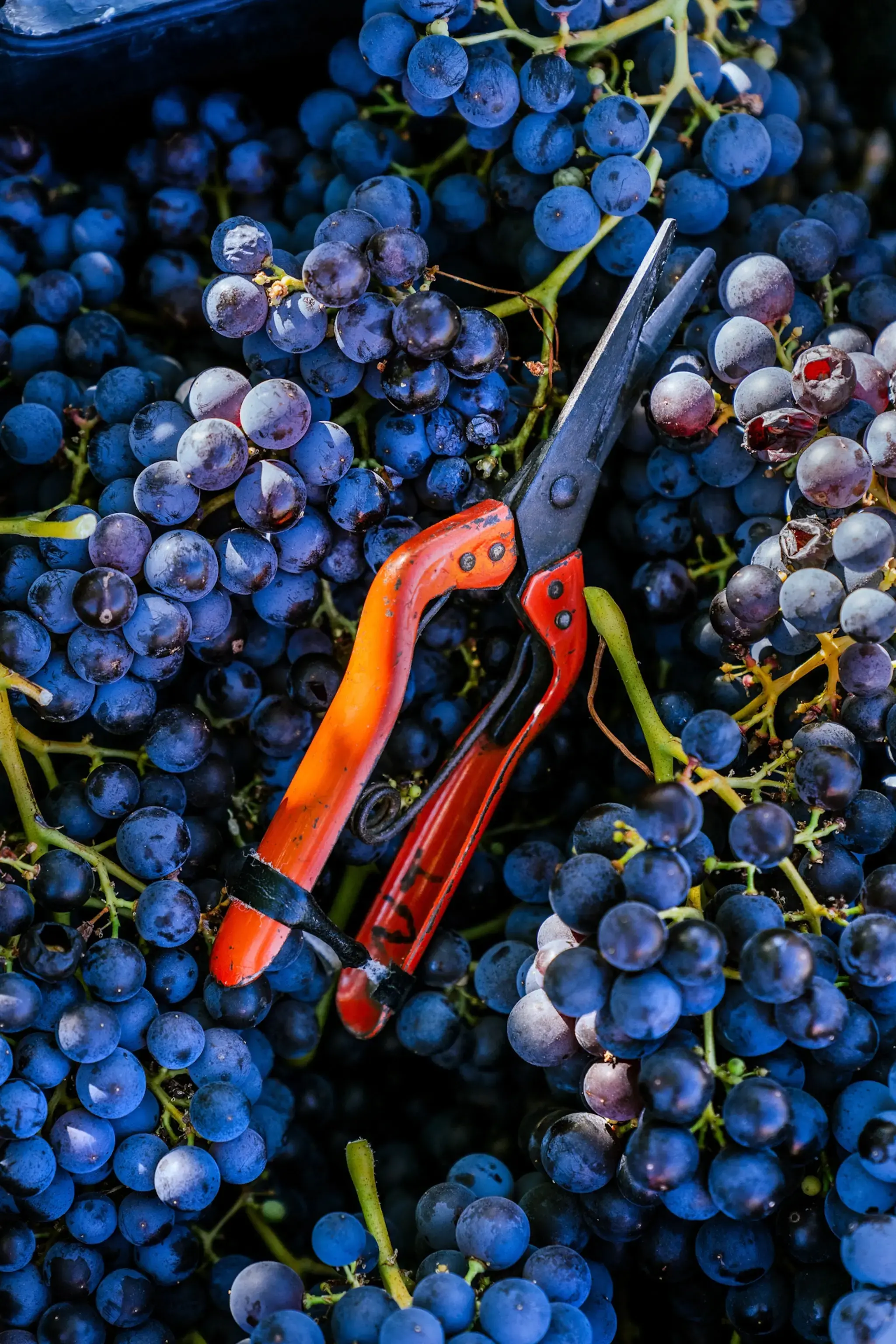 In California, a new strategy to fight grapevine-killing bacteria