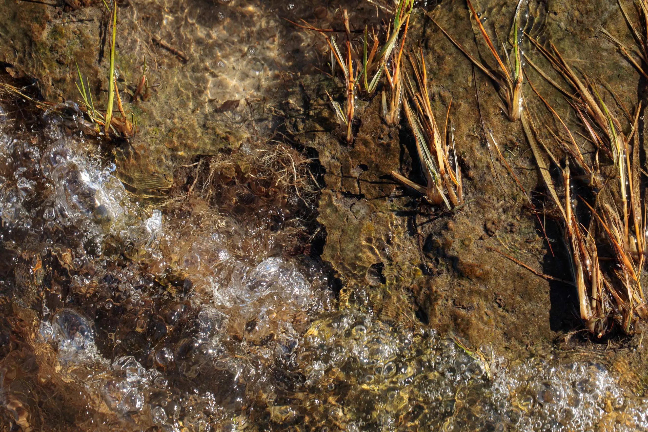 The roots of dying spartina marsh grass are exposed as the last remnants of marsh erode