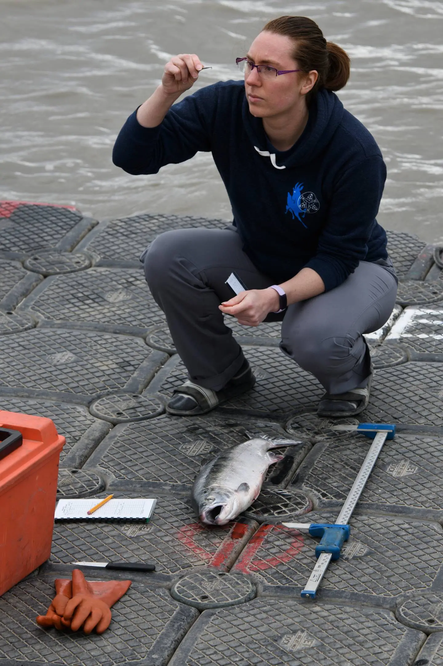Samples of salmon are tested 