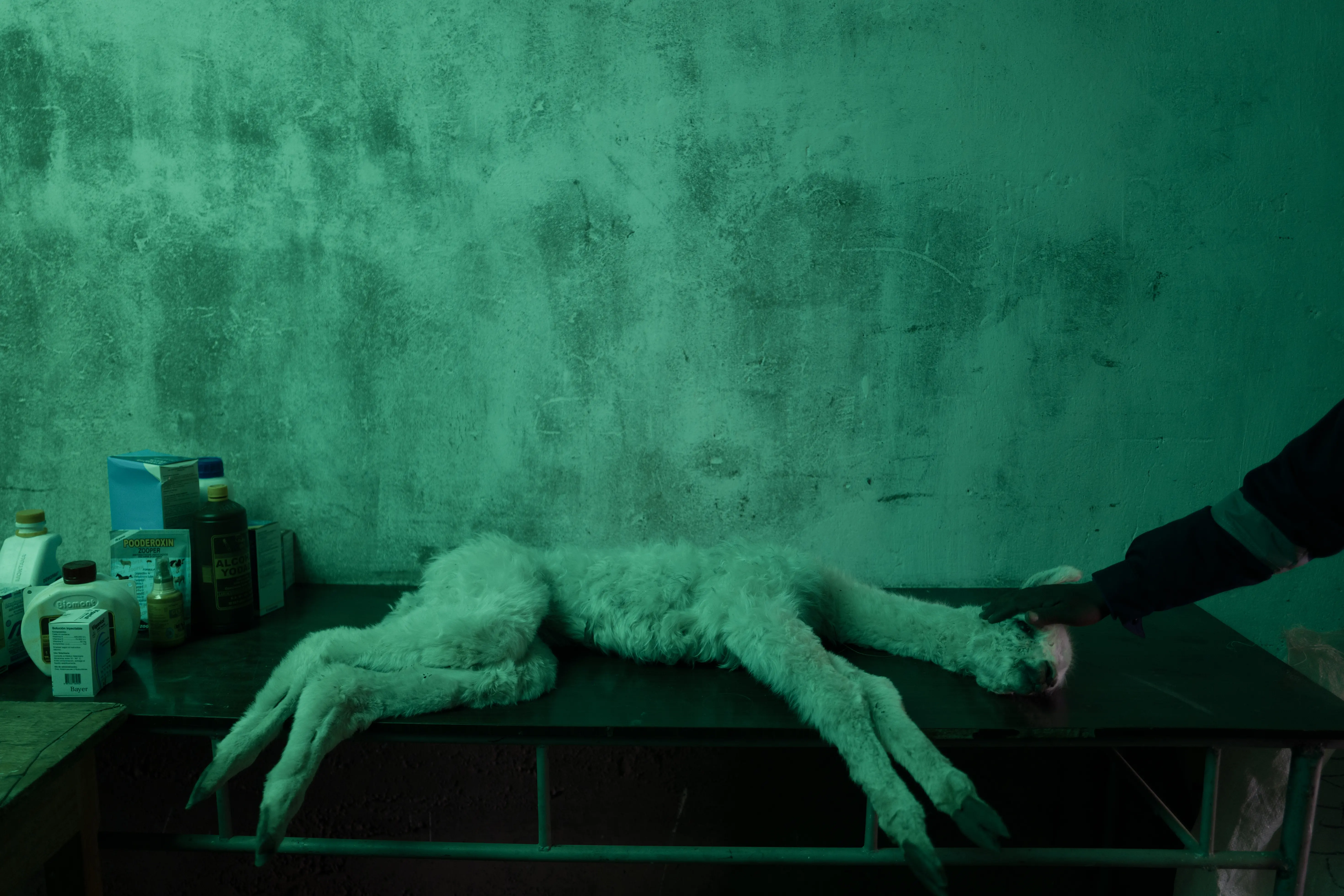 An alpaca lays on a medical table