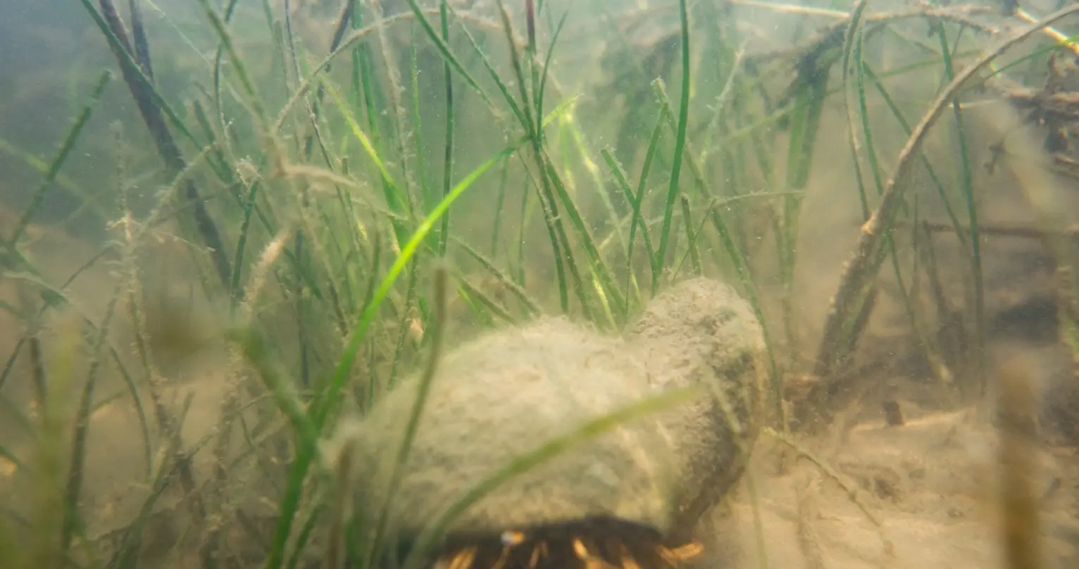 Crab underwater