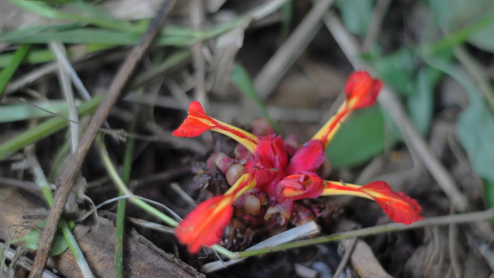 A red and yellow puar flower with four long, unfurled petals grows on the forest floor. 