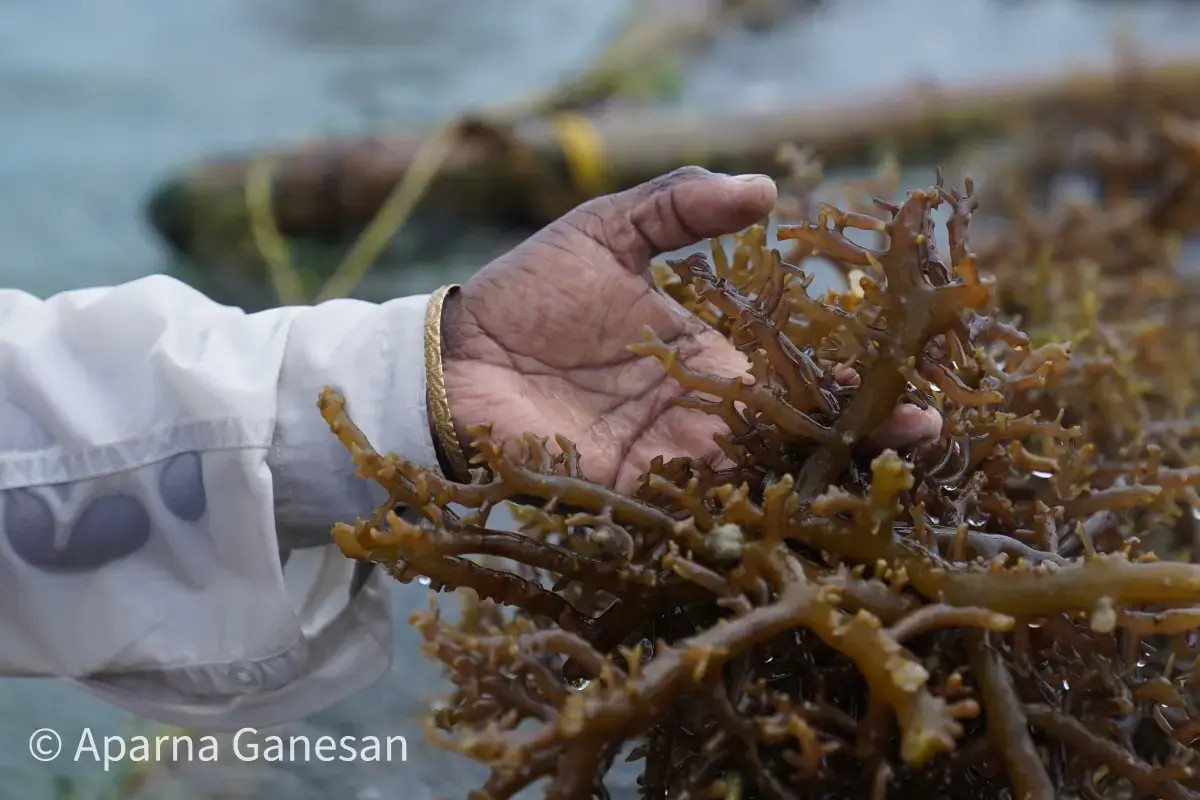 Why artificial reefs will benefit nature and peace - Washington