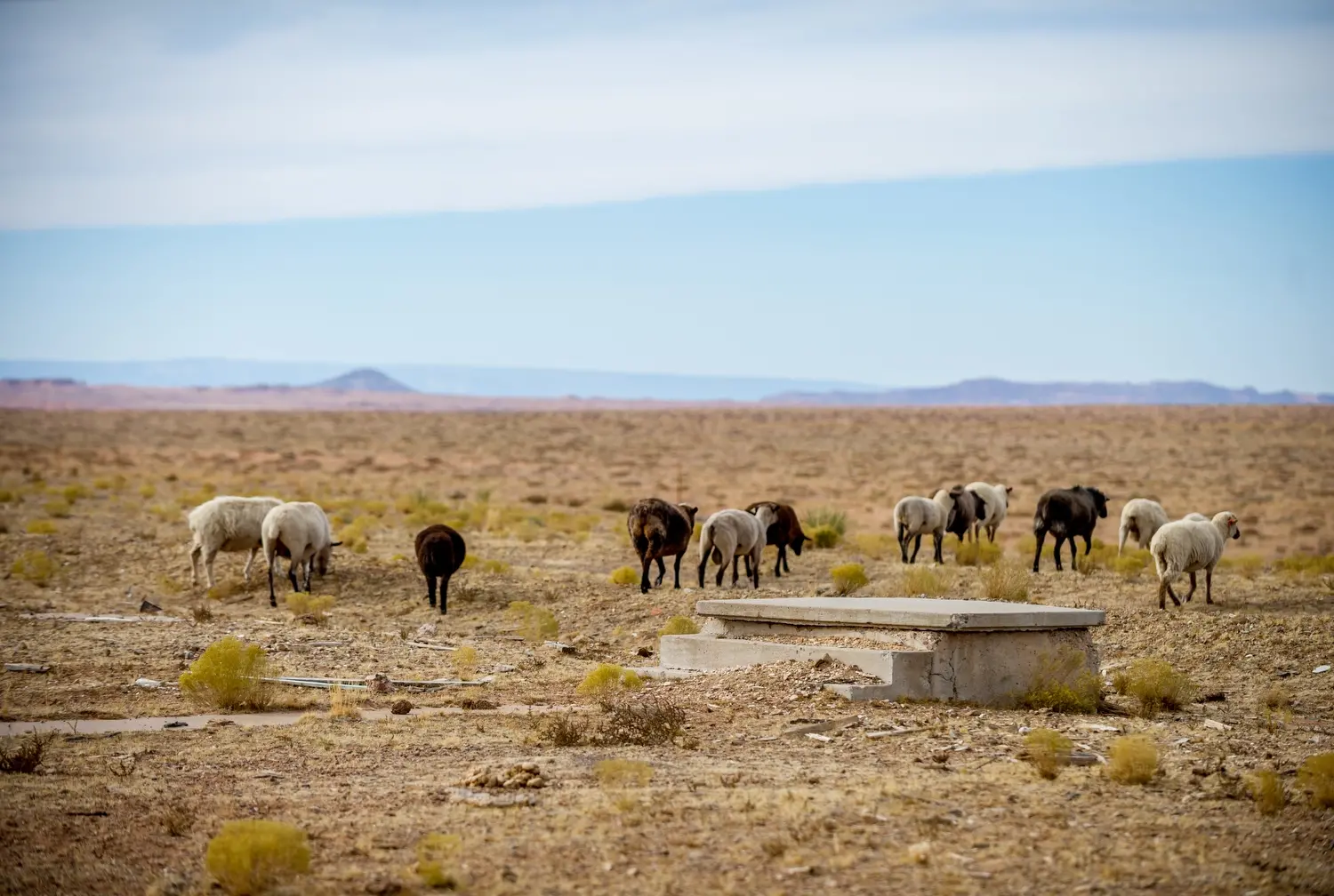 Sheep grazing. Image by Mary F. Calvert. United States, 2020.