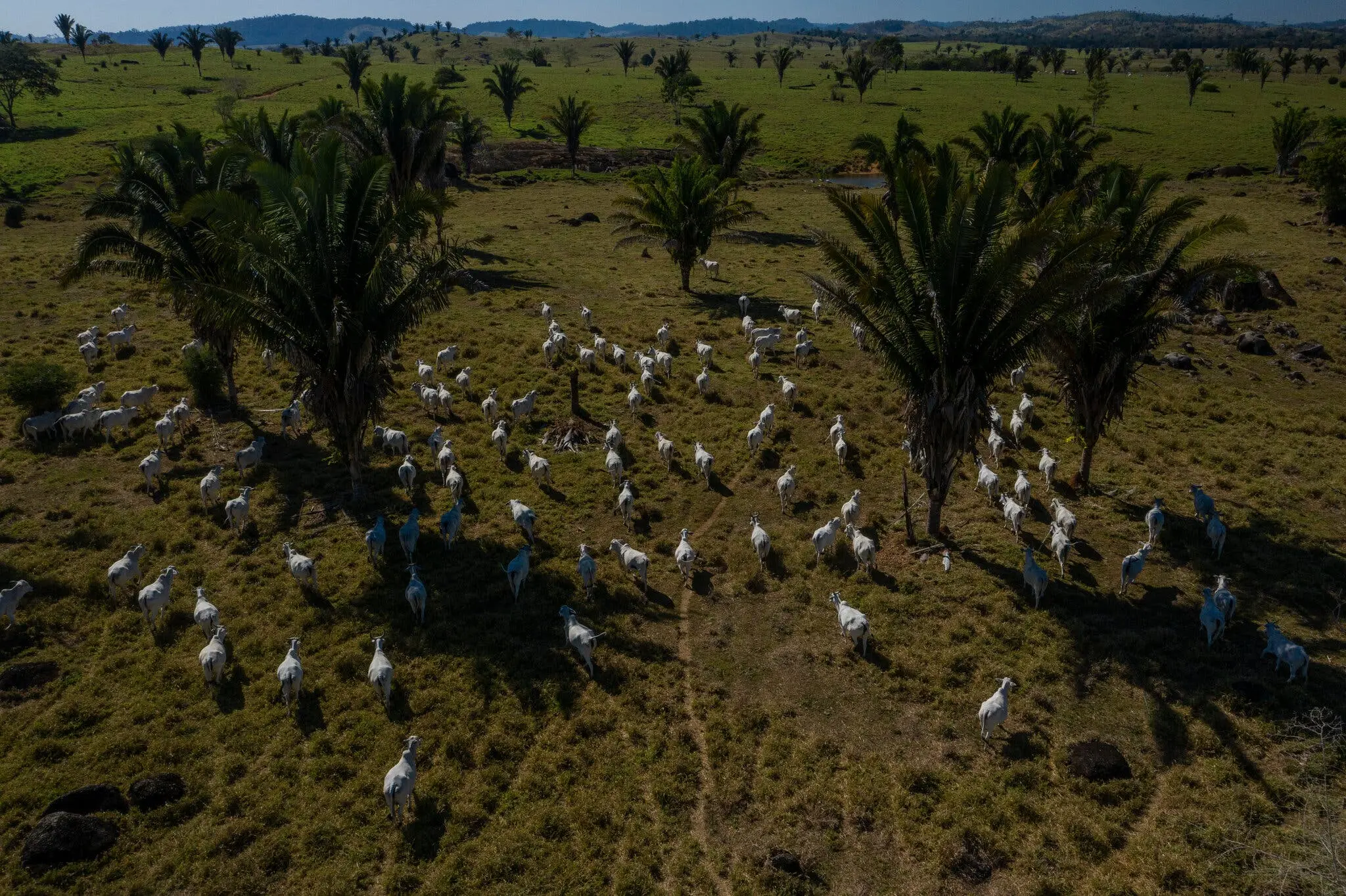 El rancho de Armando Castanheira Filho, Santo Angelo, está ubicado afuera de la reserva protegida.