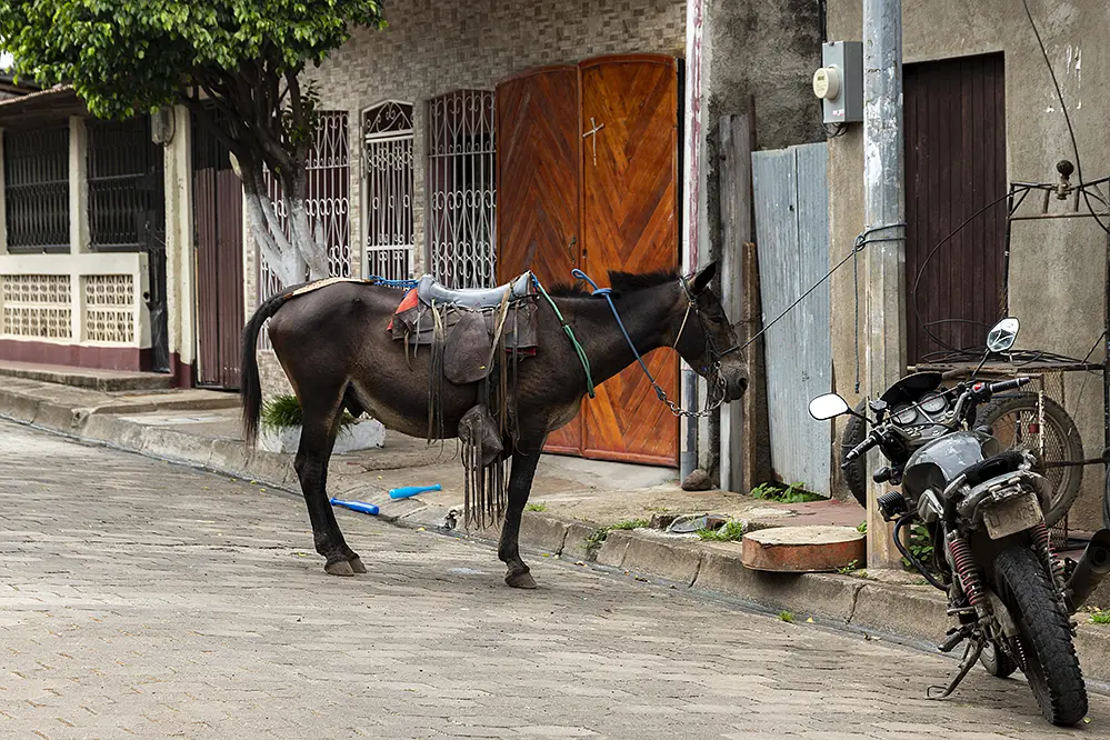 A horse tied to a pole in town