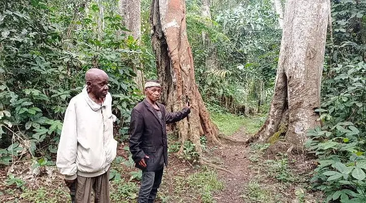 Two men talk while gesturing towards large trees in the forest.