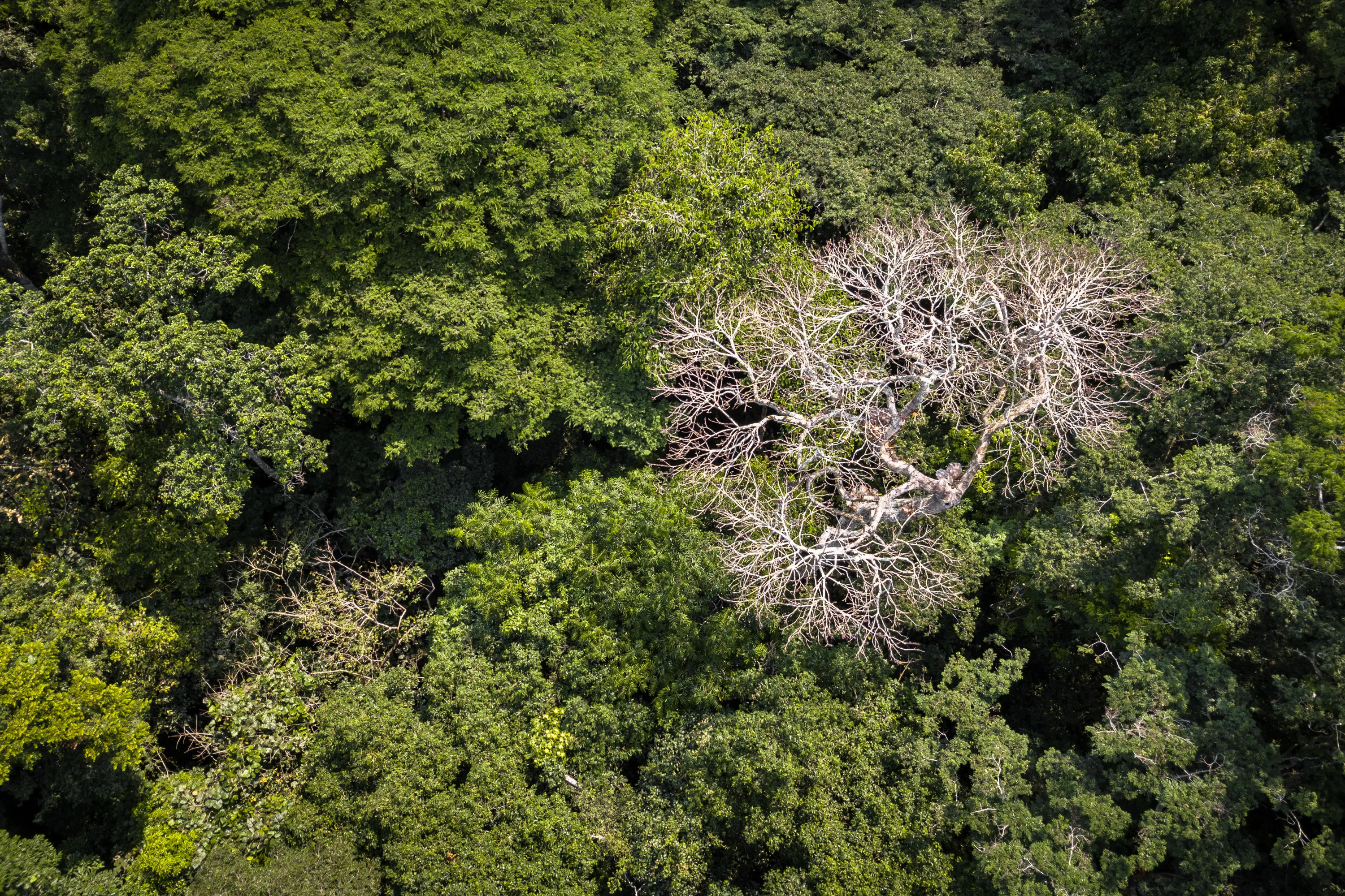 birds eye view picture of a forest