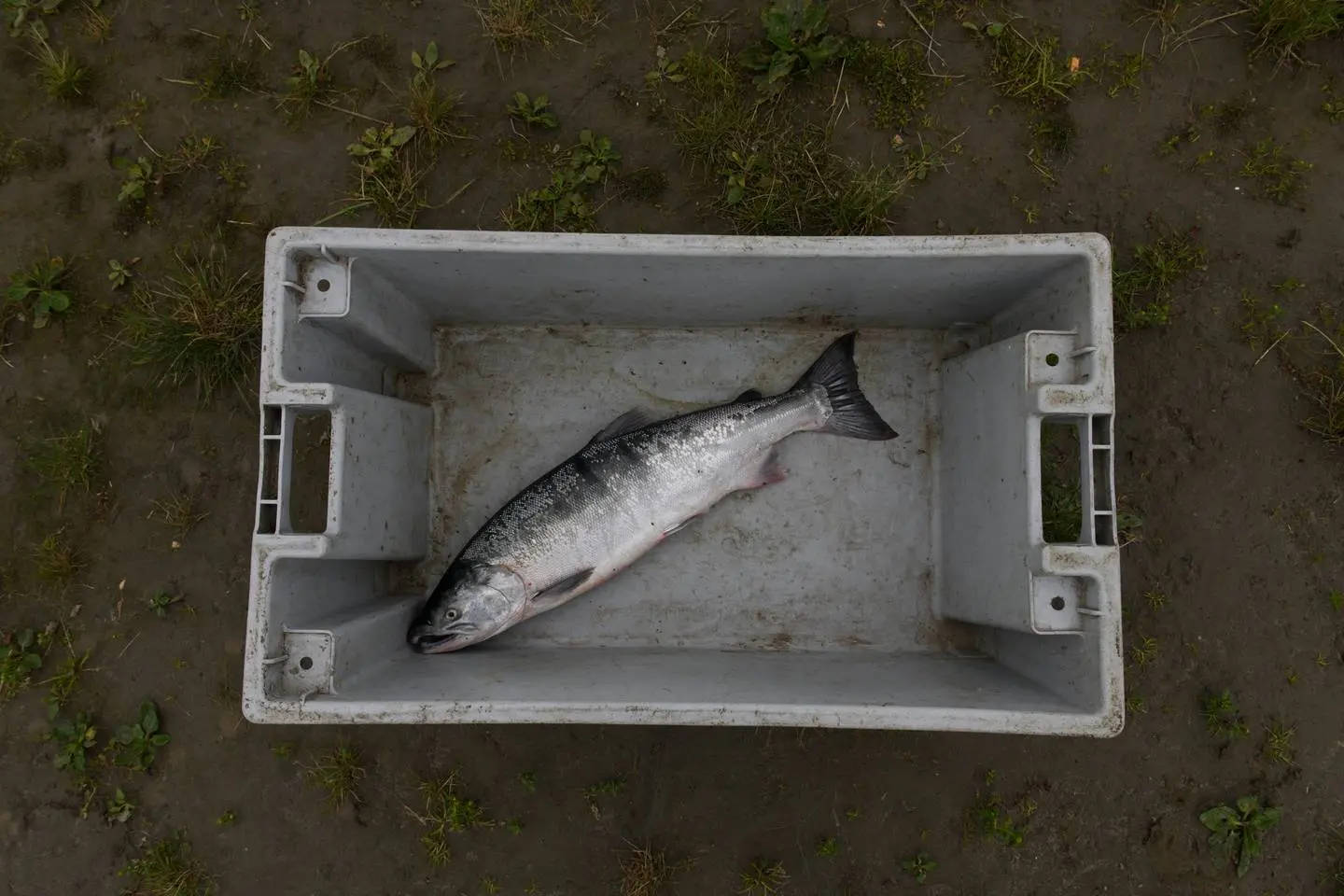 Amid an Unprecedented Collapse in Alaska Yukon River Salmon, No One Can Say  for Certain Why There Are So Few Fish