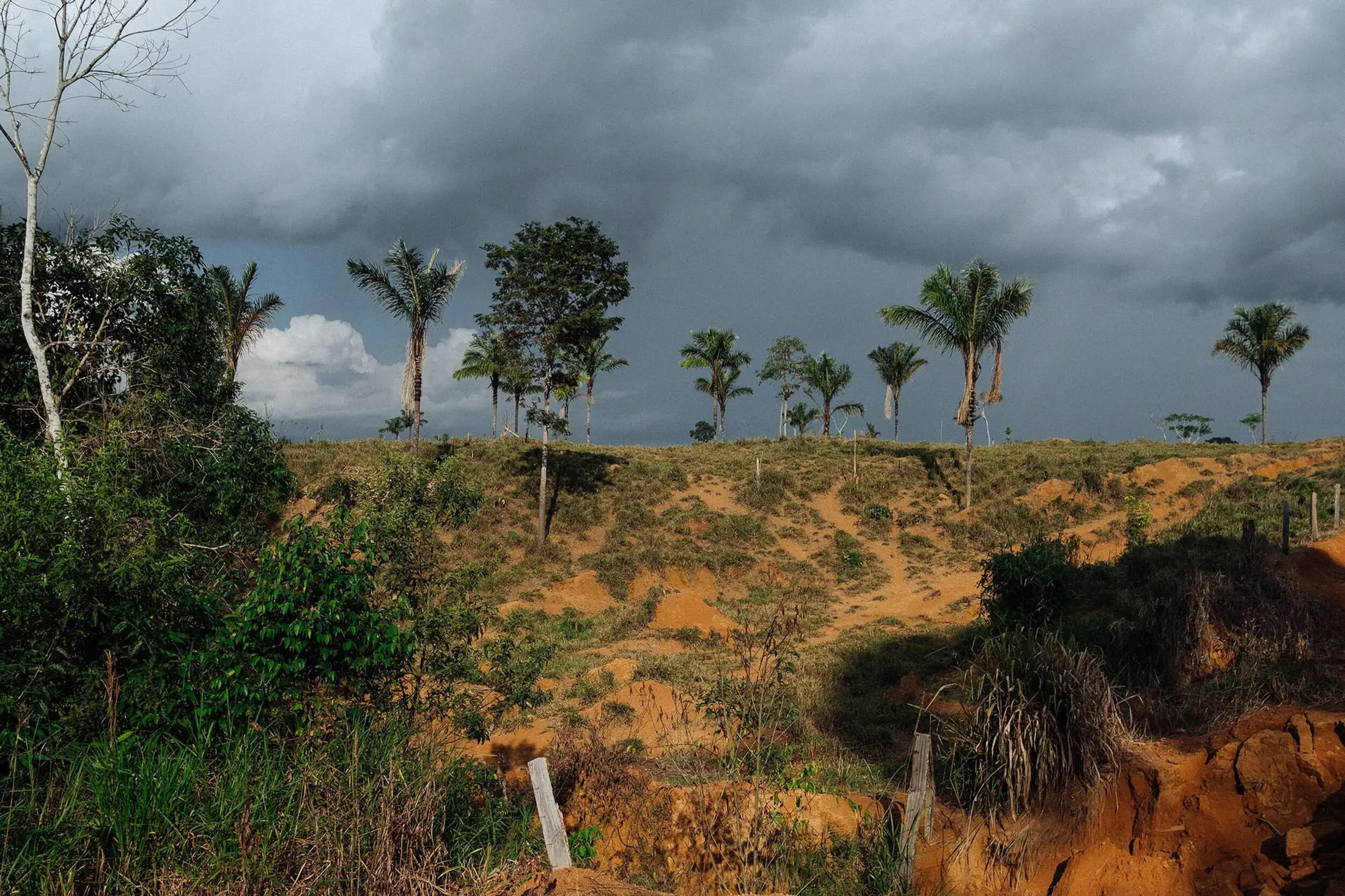 Project Rondônia: On the Ground in Brazil's  Rain Forest - Science  Talk Archive