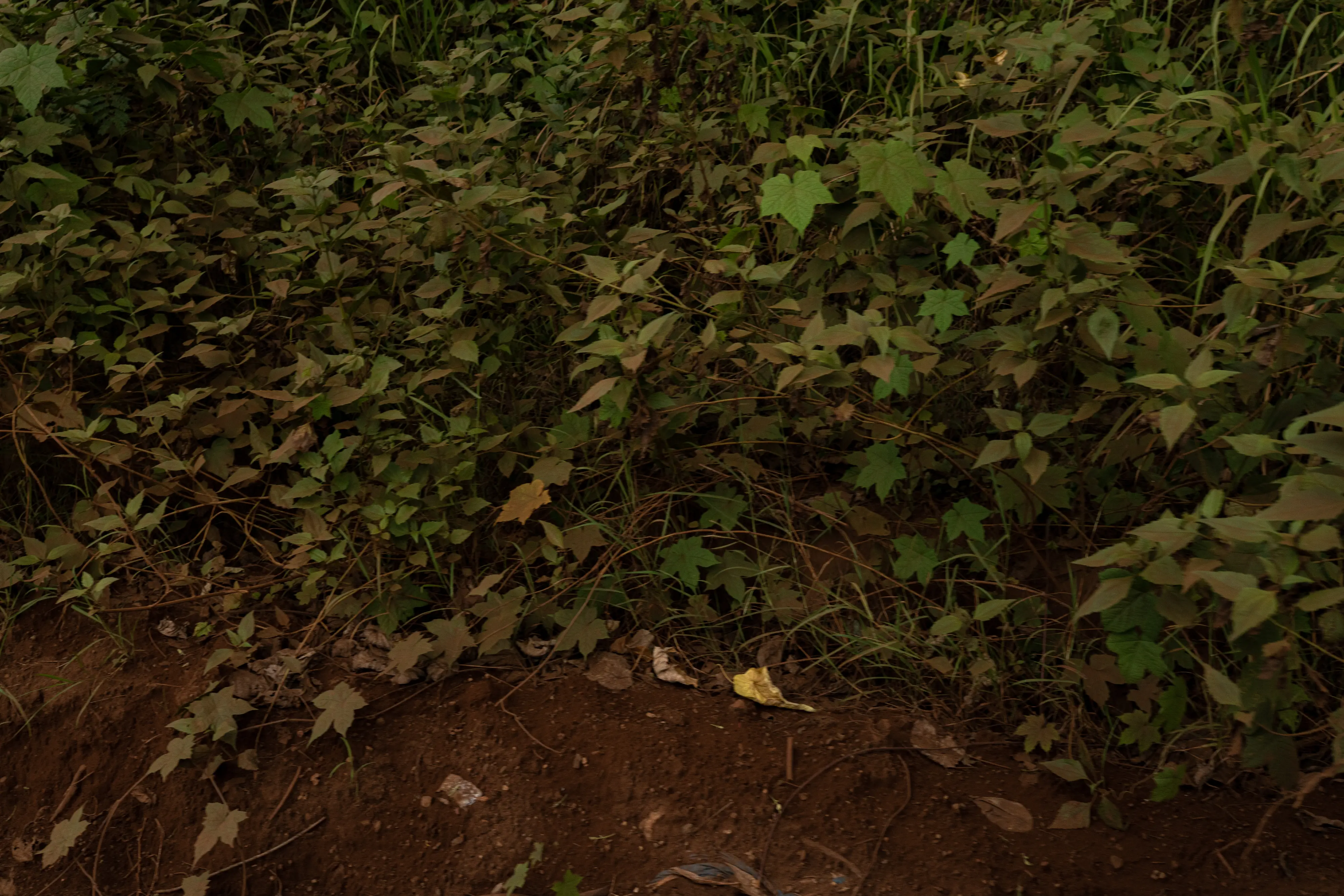 Dust on top of vegetation 