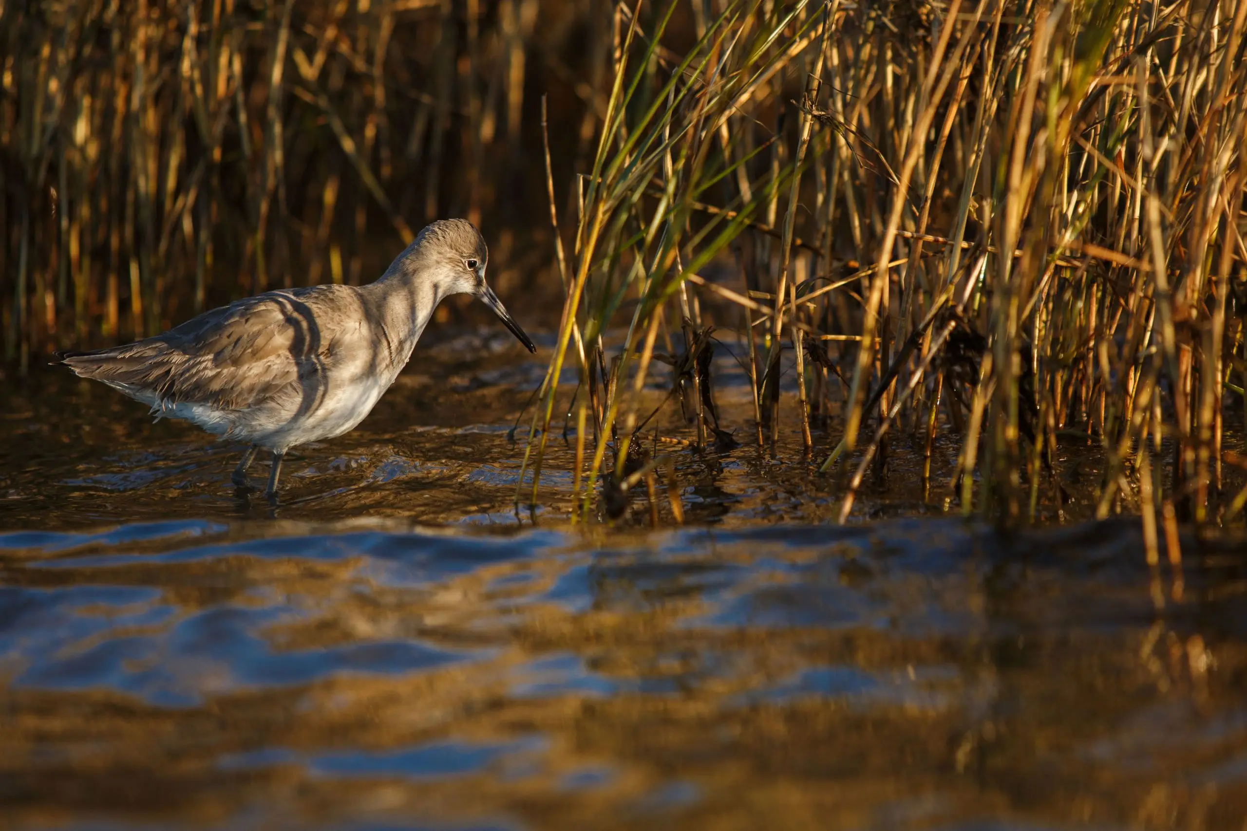 A species of sandpiper known as a Willet (Tringa semipalmata) searches for prey in the balding marsh grass at the edge of the cemetery