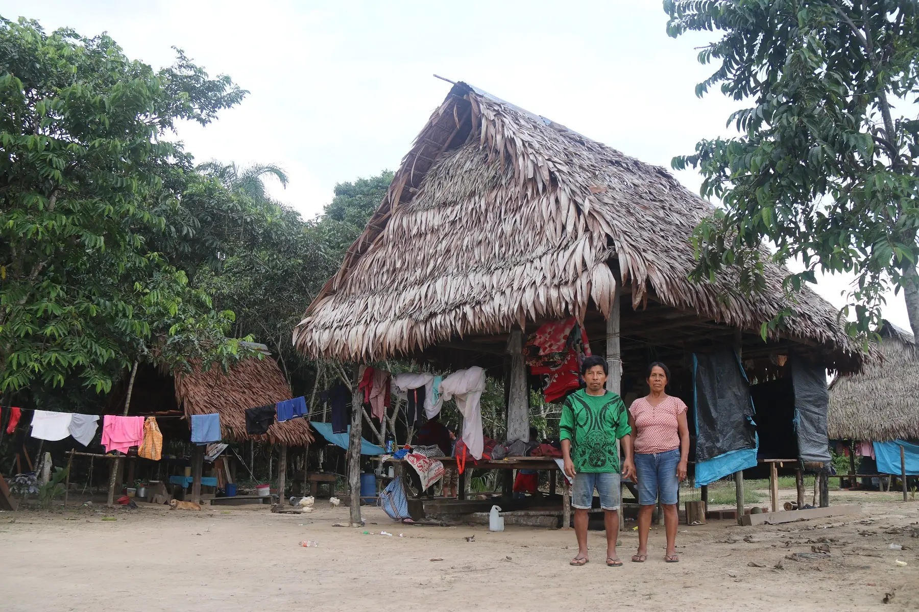 cono in ancient rainforest people