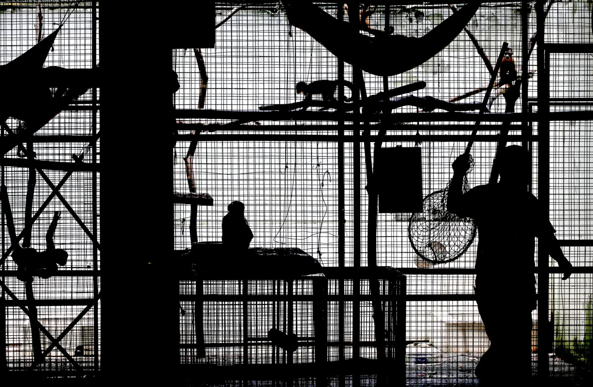 A worker tends to caged primates at a wildlife research facility in Manaus