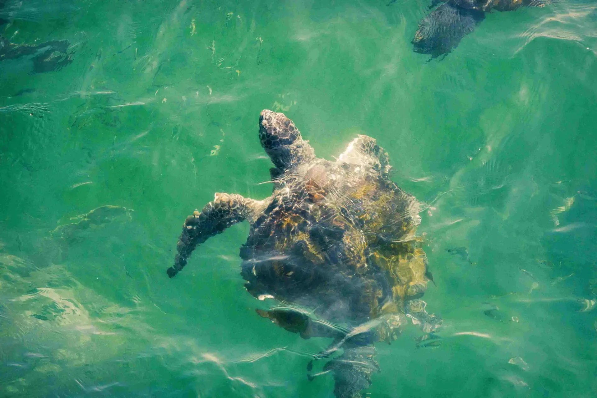 La pesca submarina y los océanos: aguas a las que vas, peces que encuentras