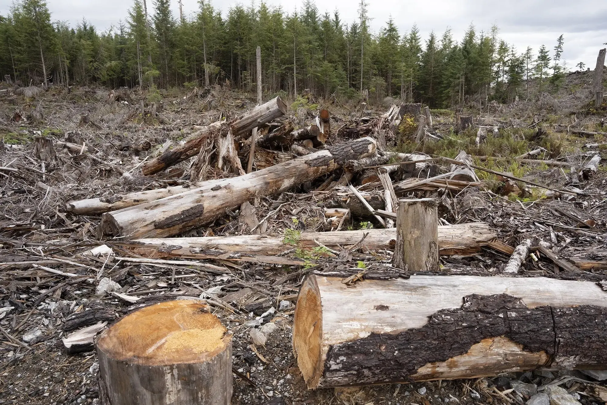 wild west: where drugs, fish and logging are big money but life is cheap, rainforest