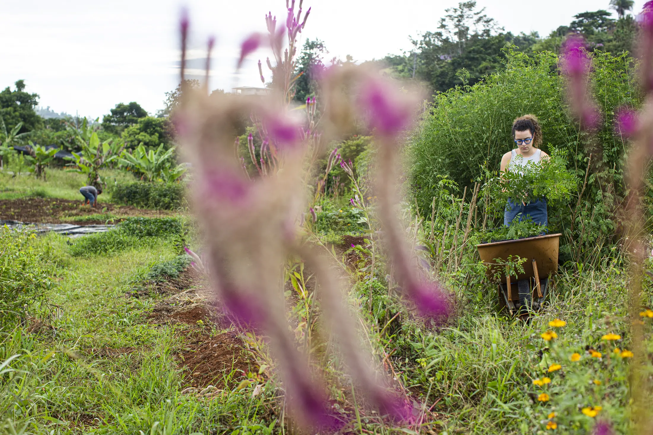 harvesting of indigo plant