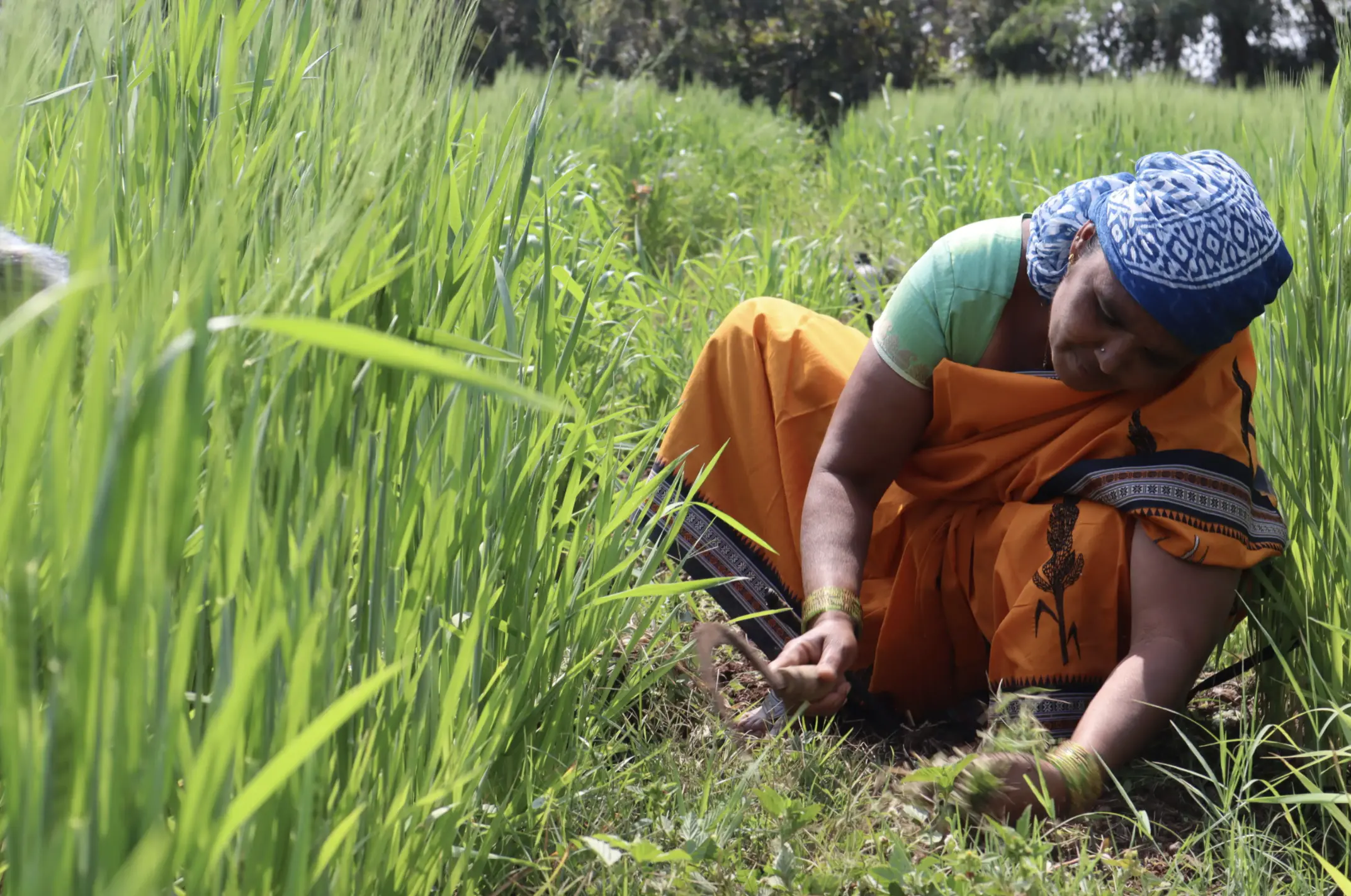 A person works in a field.