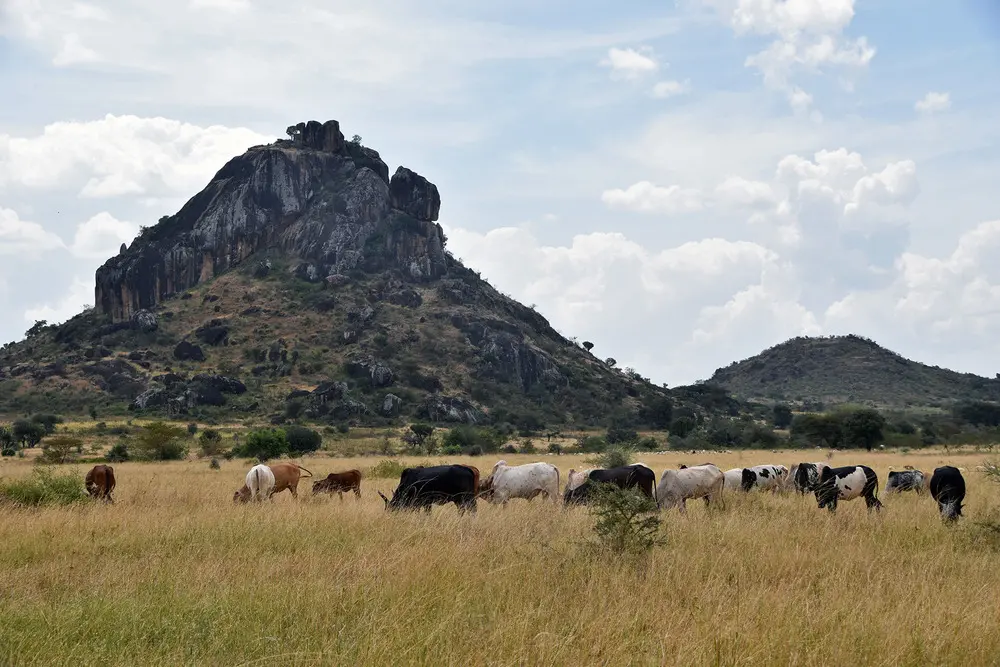Cattle graze