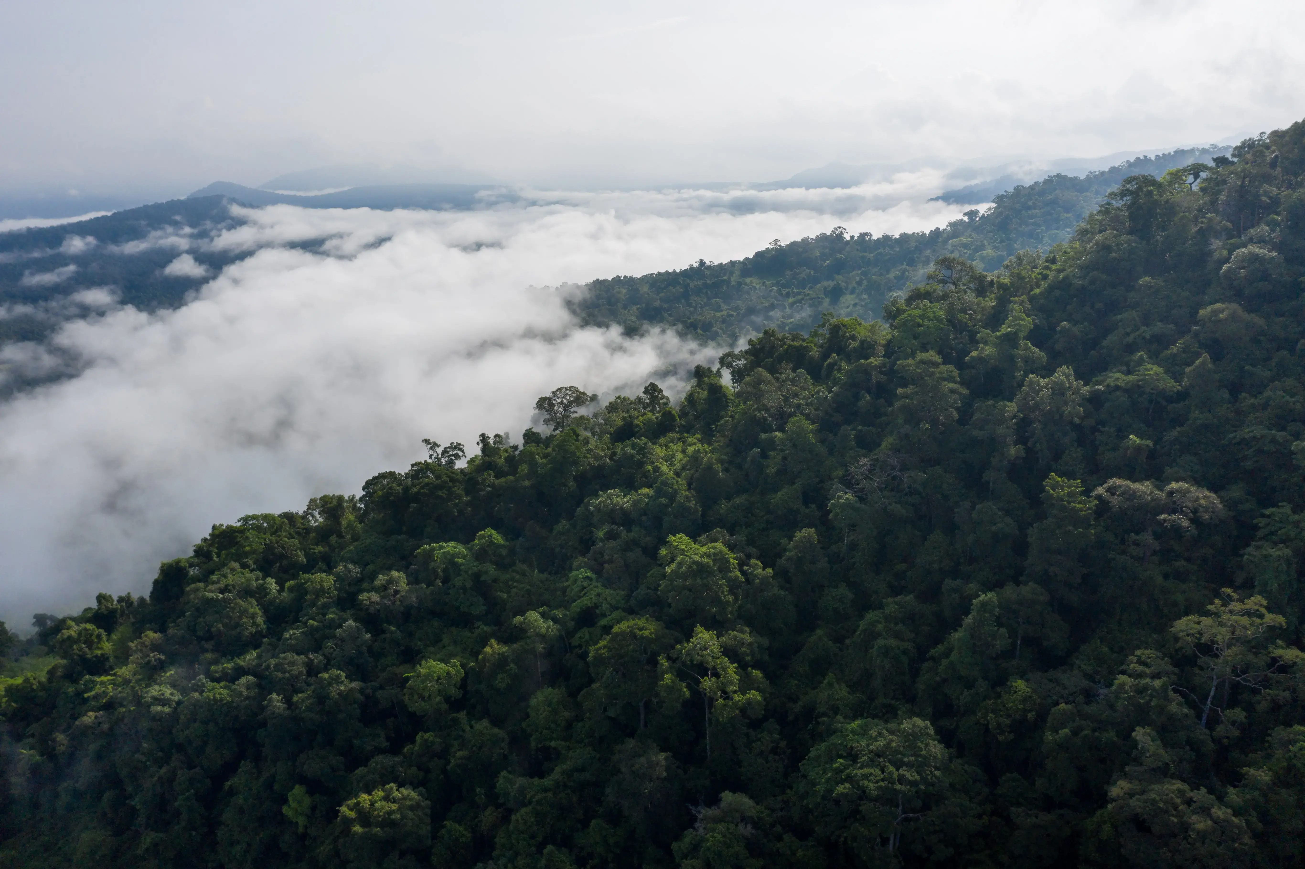An aerial view over the Central Cardamoms National Park, one of several protected areas that constitute the Cardamom Mountains, an evergreen forest situated on the Thai-Cambodia border. In November 2021, construction began on the nearby 150-megawatt Stung Tatai Leu hydropower dam. Credit: Andy Ball/Mongabay.