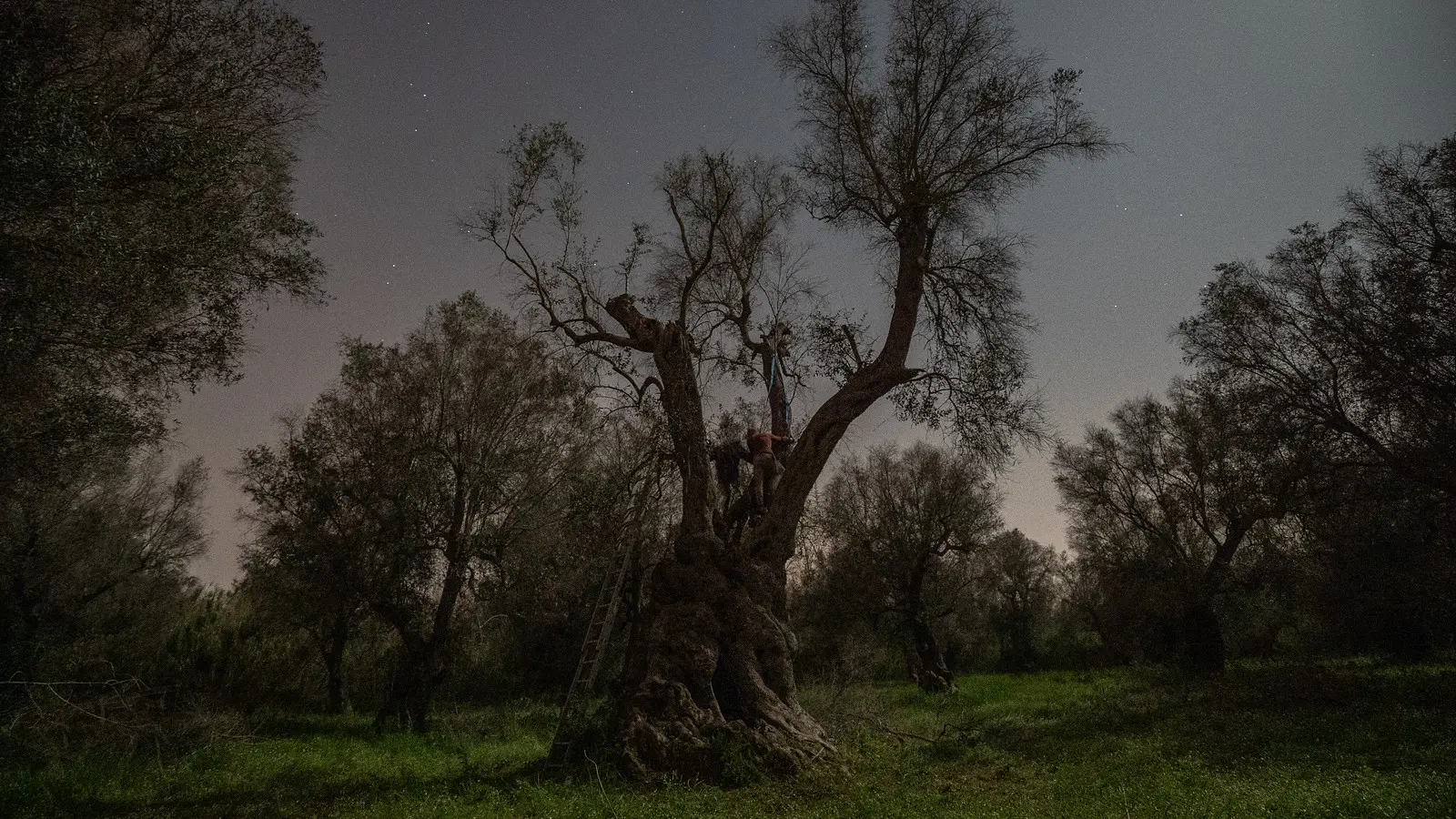 olive tree at night