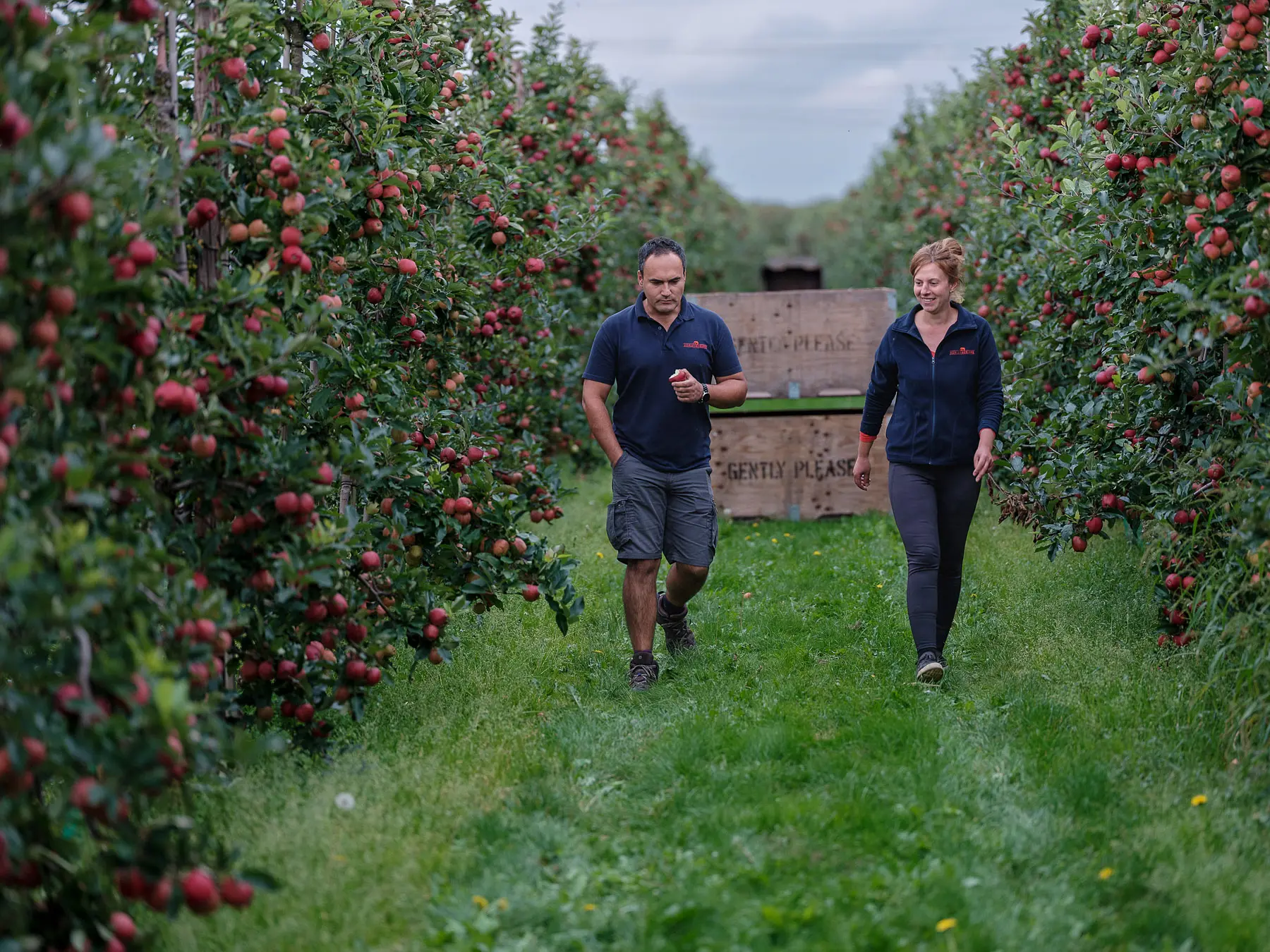 A man and women walk through a apple orchard 