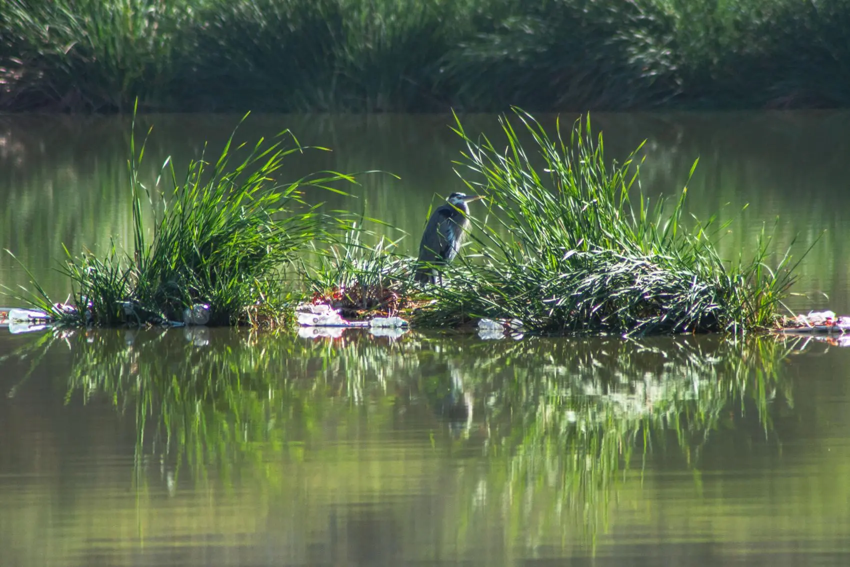 A bird in floating wetland wastewater