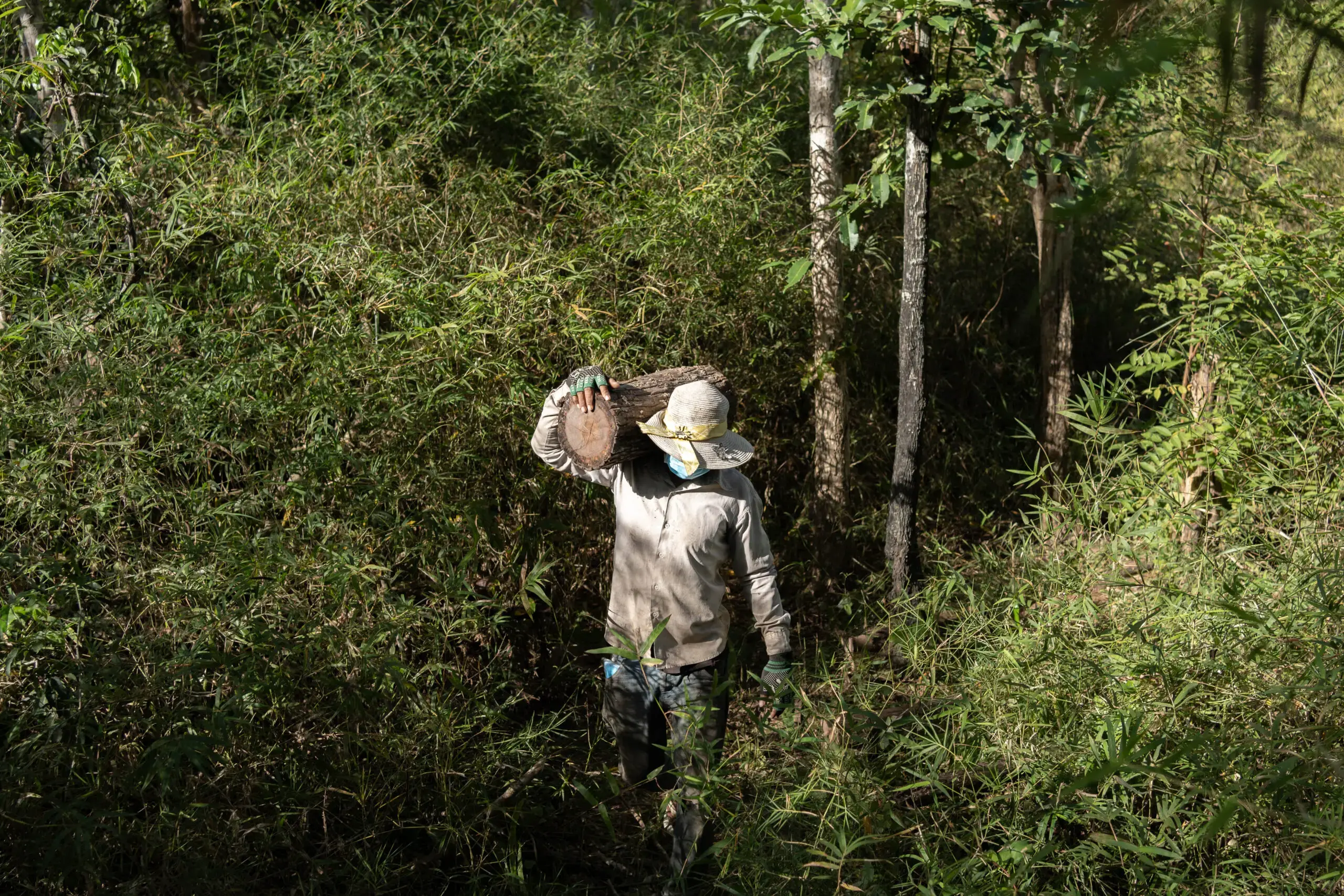 Forests in the Furnace: Cambodia's Garment Sector Is Fueled by Illegal  Logging