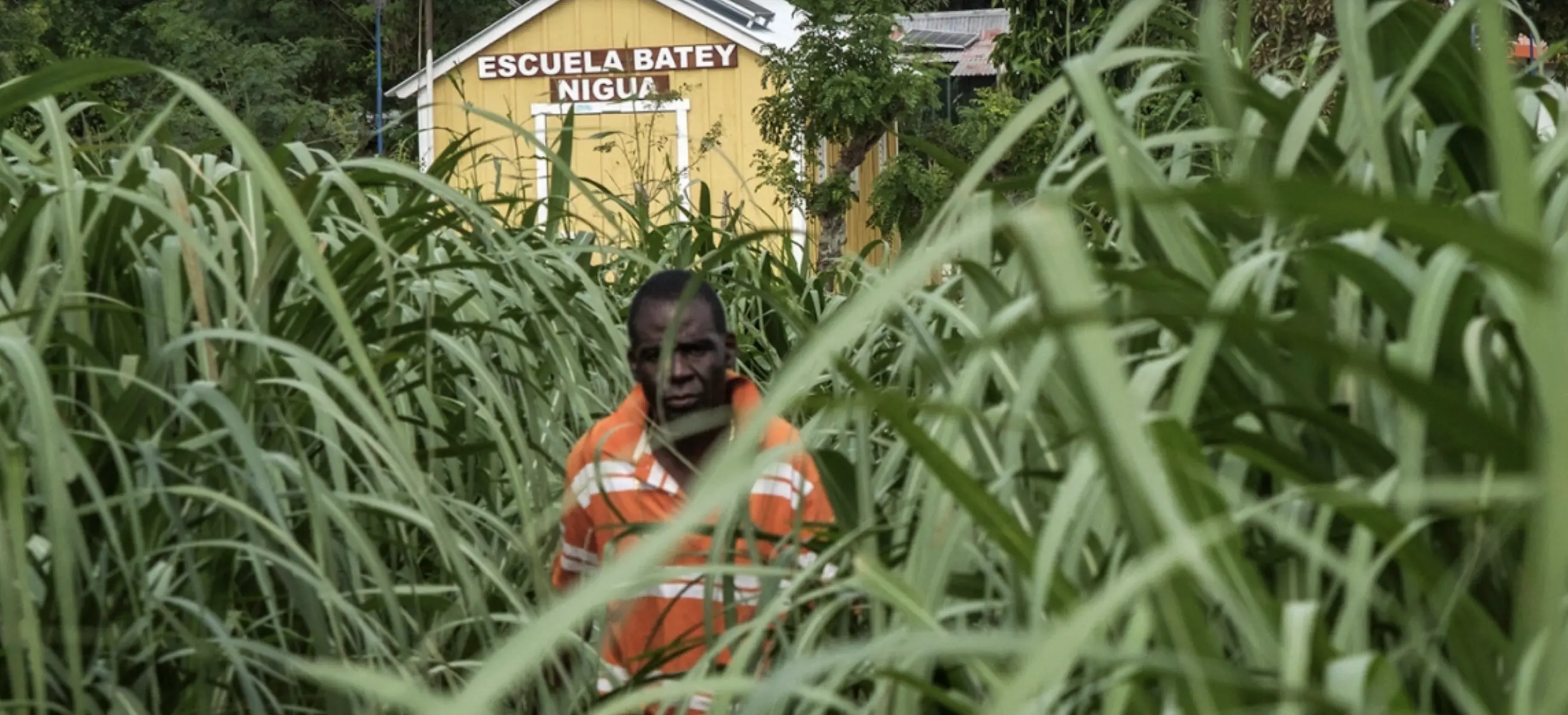 A man stands in sugar cane