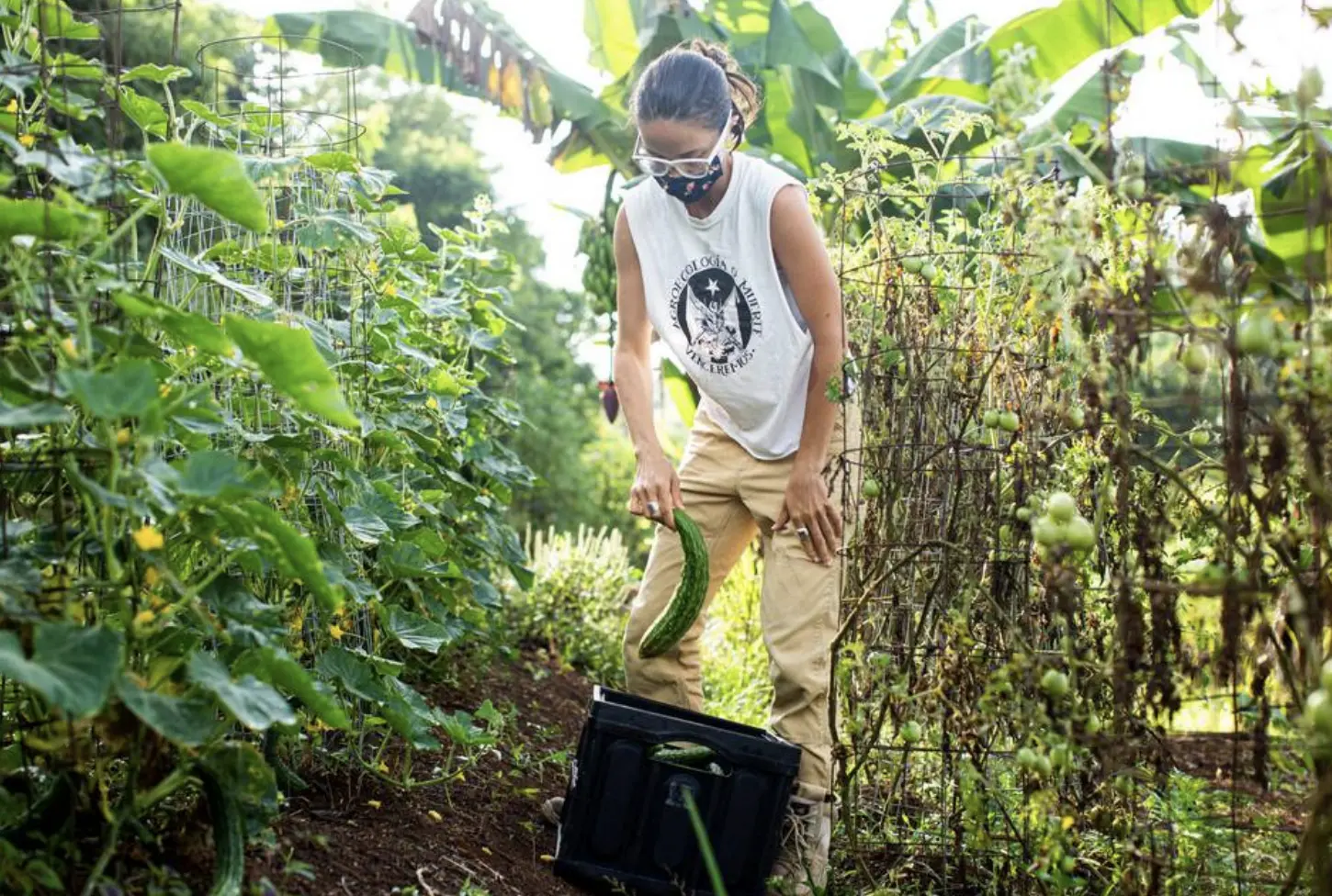 Daniella Rodriguez-Besosa, member of the board of directos of Armonia en la Montaña, harvests food 