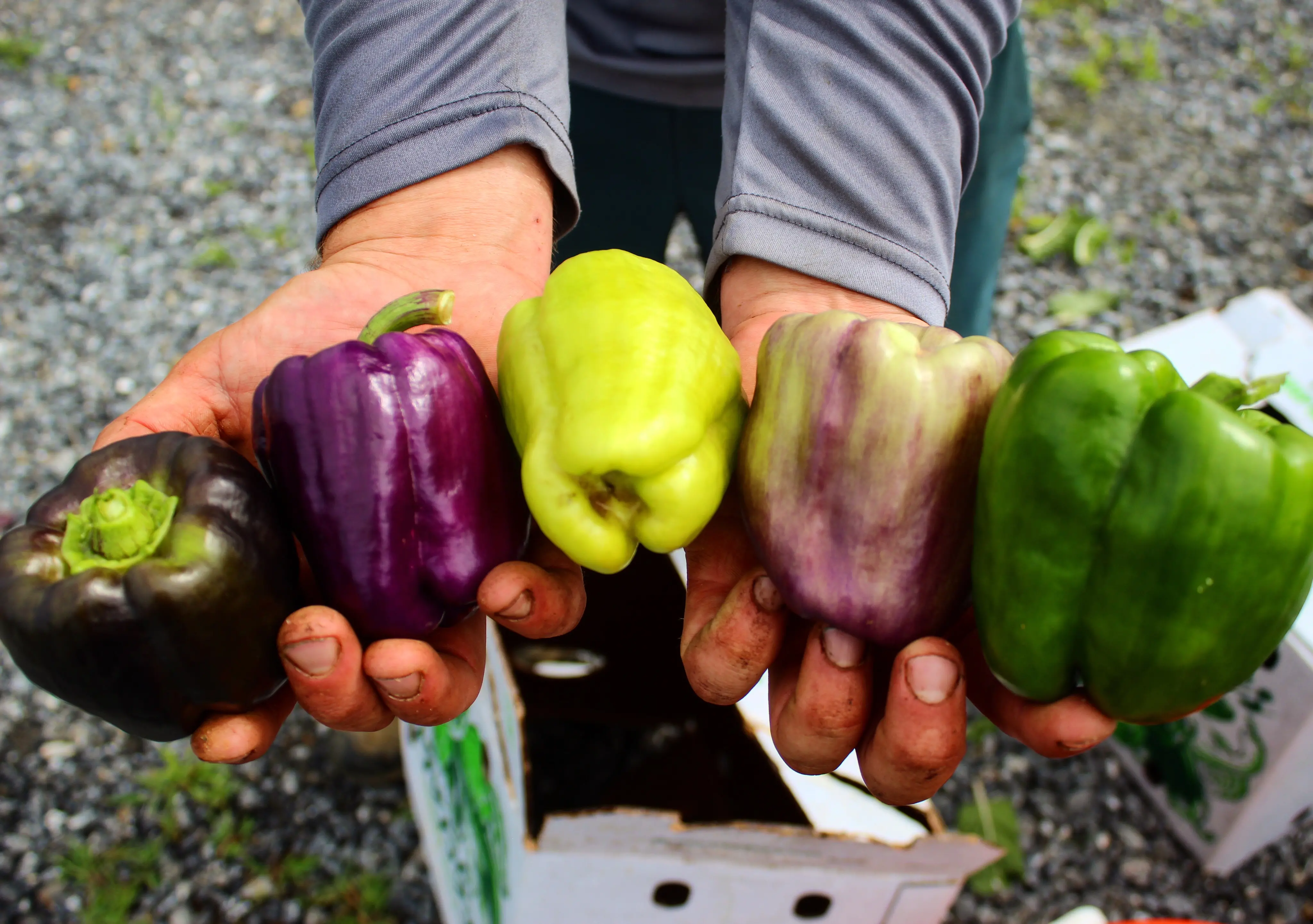Hands hold five green and purple peppers.
