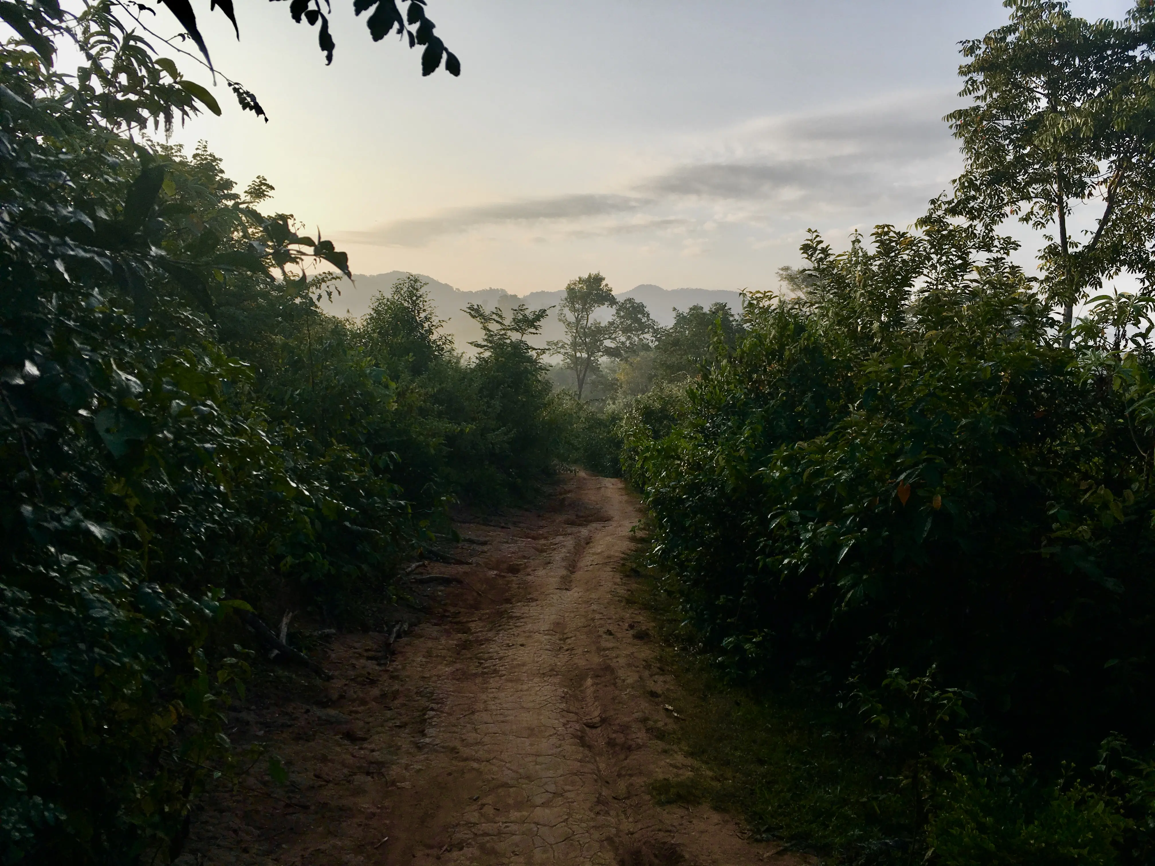 A path in a green forest.