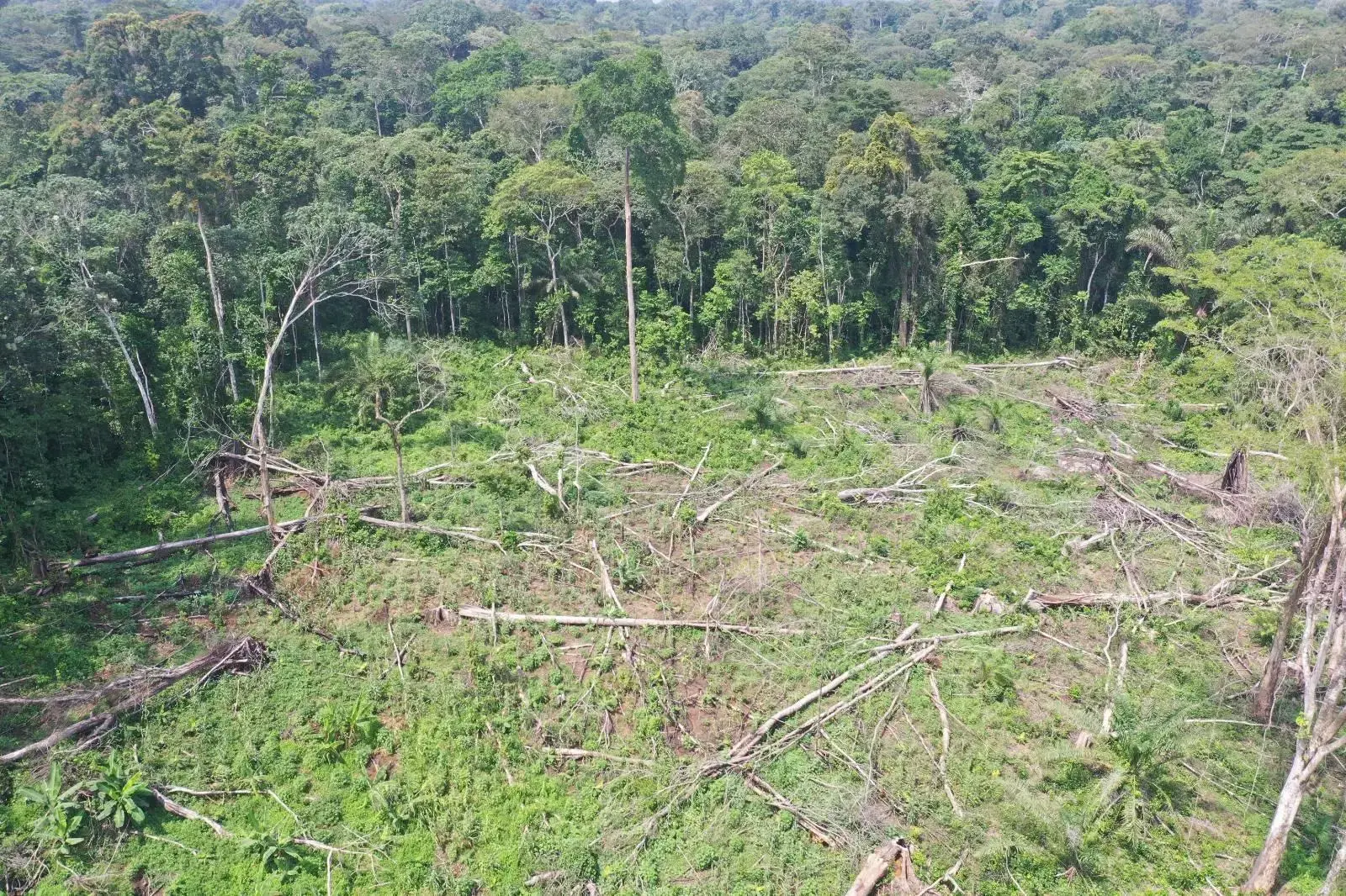 Deforestation and illegal logging threaten the world's forests