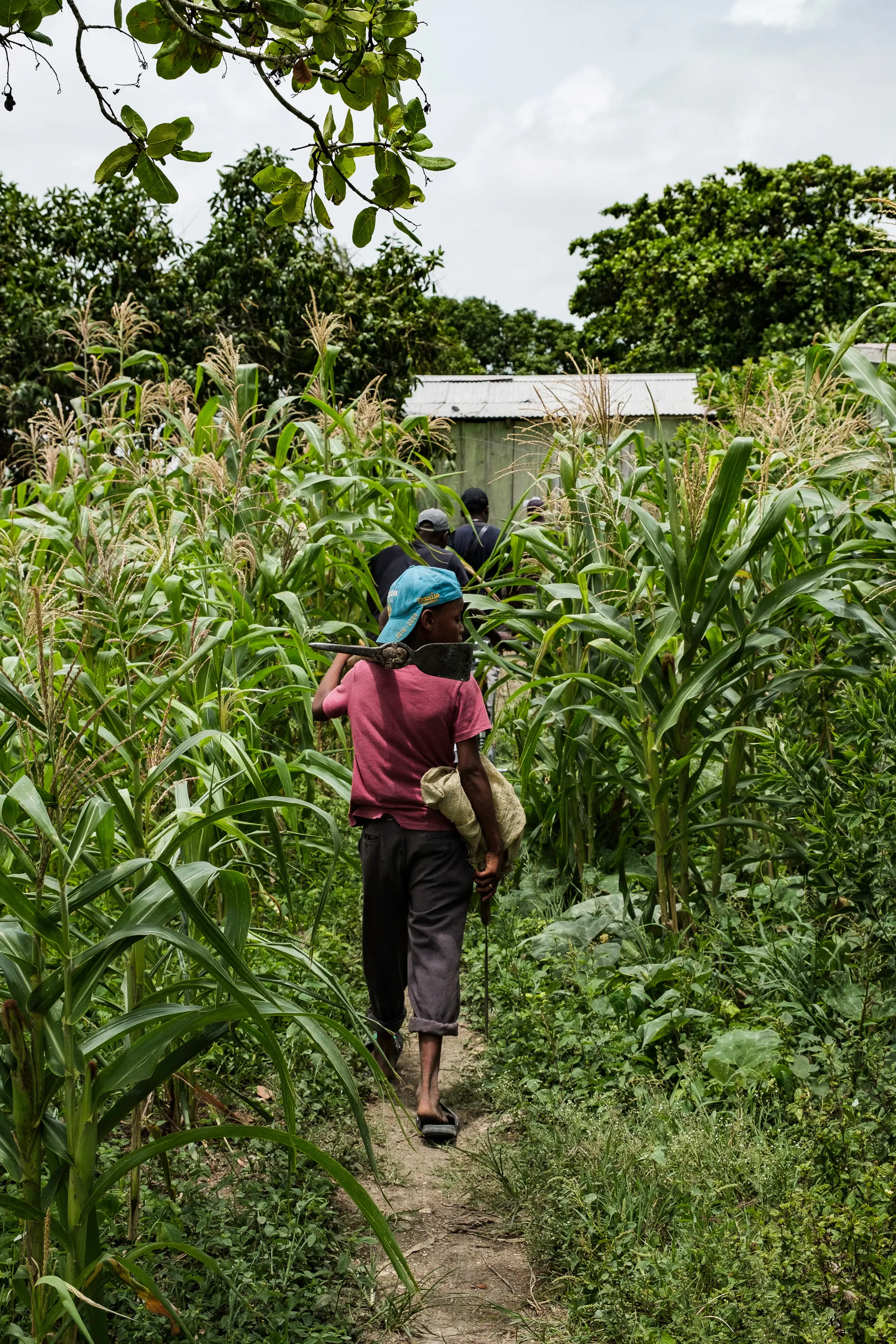 A boy walks through corn