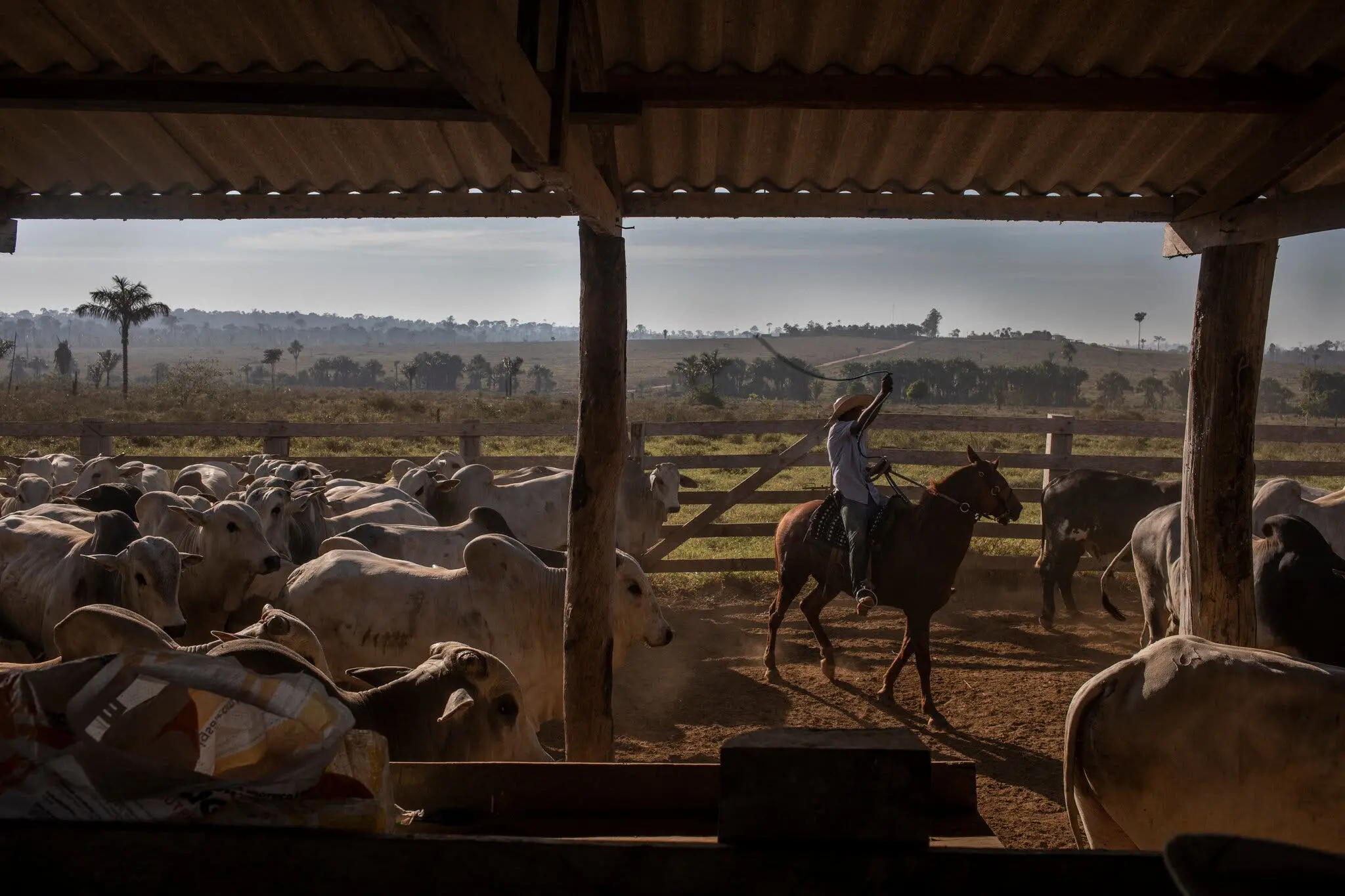 El ganado de la finca de Felipe era recogido para enviar a un matadero