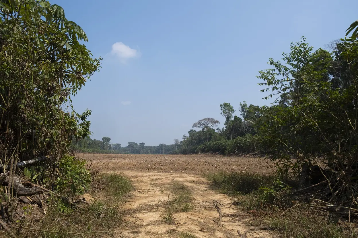 A patch of deforested land. 