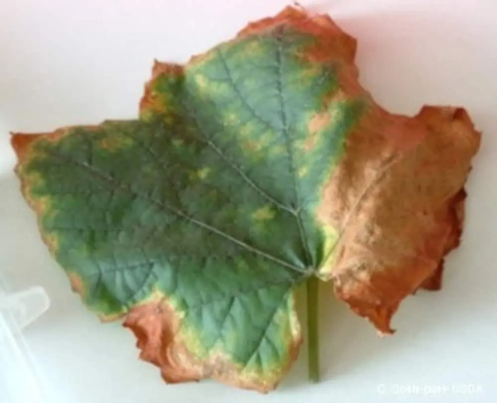 an infected leaf