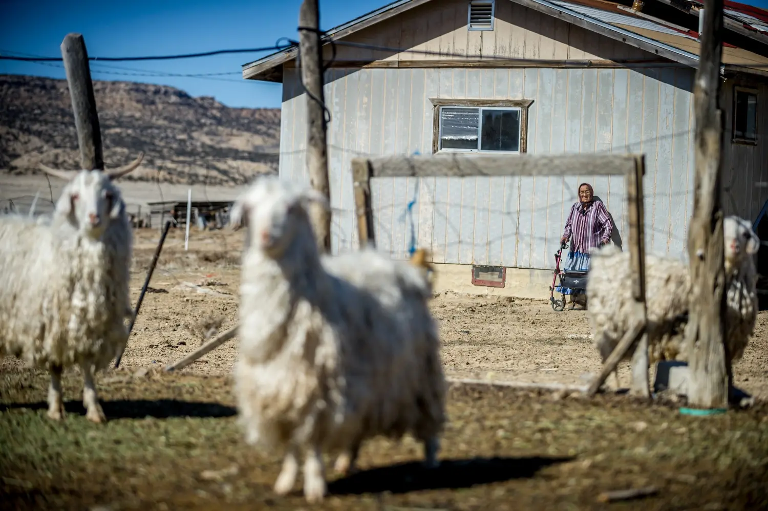 Helen Nez and her sheep. Image by Mary F. Calvert. United States, 2020.