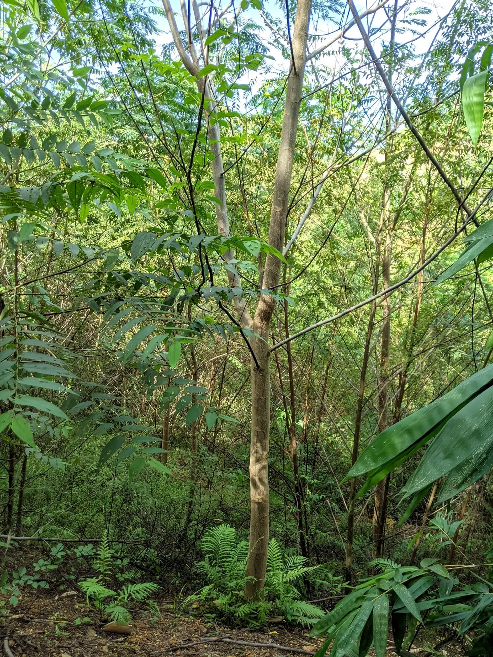 A lone smooth-barked tree with long thin branches grows in a forest. 