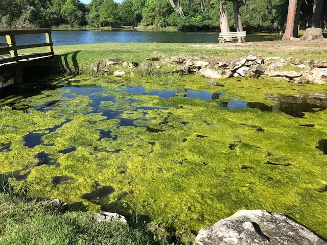 A small lake inlet is covered in a patchwork of green algae. There is a footbridge crossing the inlet to a grassy peninsula or island with trees and a bench. The edge of the lake is wooded in the background. 