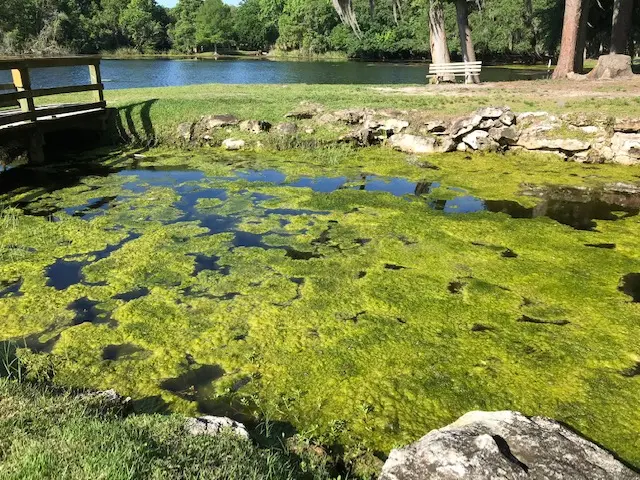 A small lake inlet is covered in a patchwork of green algae. There is a footbridge crossing the inlet to a grassy peninsula or island with trees and a bench. The edge of the lake is wooded in the background.