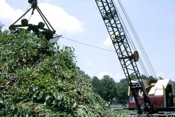 A mid size crane drops foliage into a pile of lake flora. The pile is comparable to half the height of the crane.