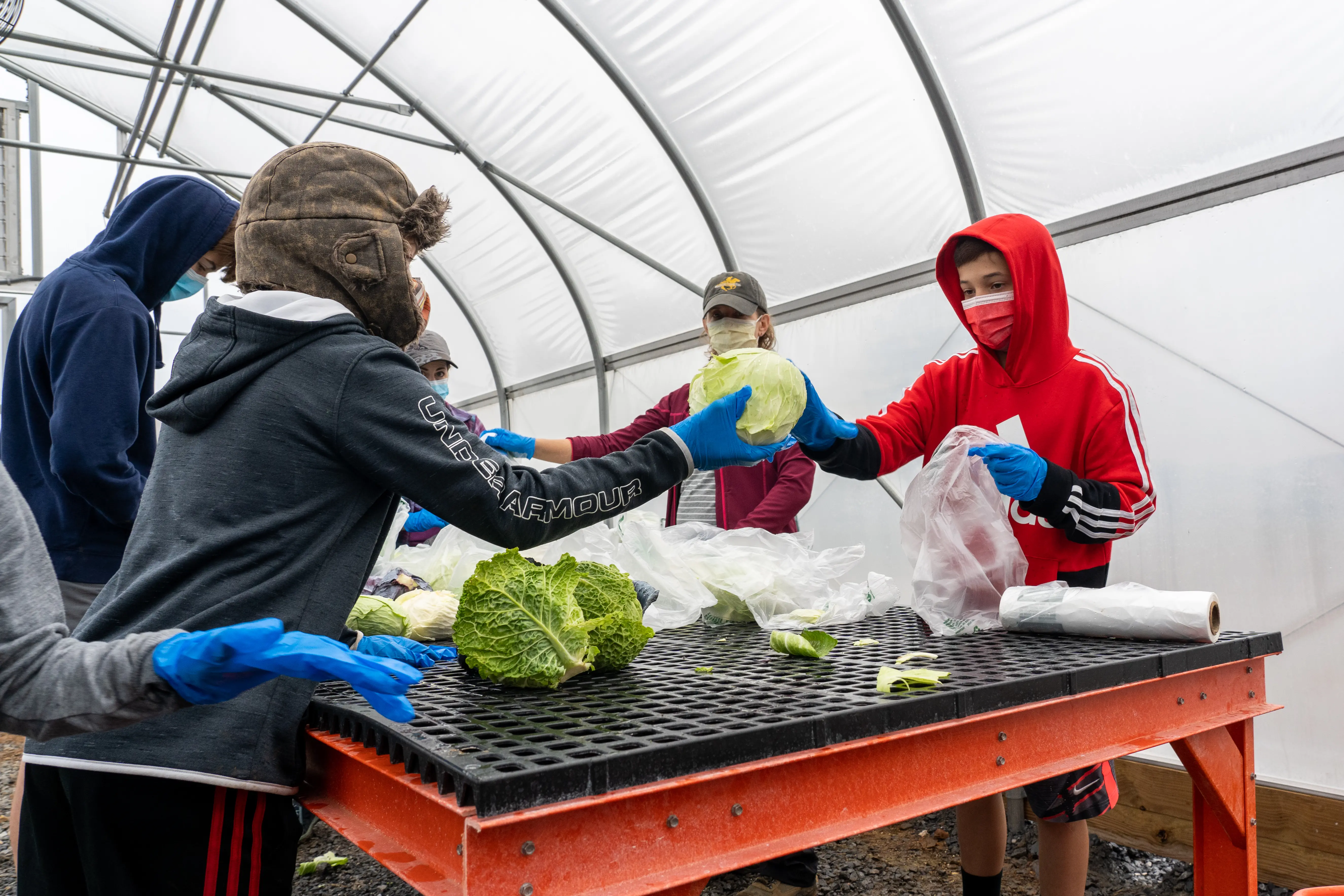 People wearing medical masks stand around a table that has cabbages on it. One person hands a cabbage to another.