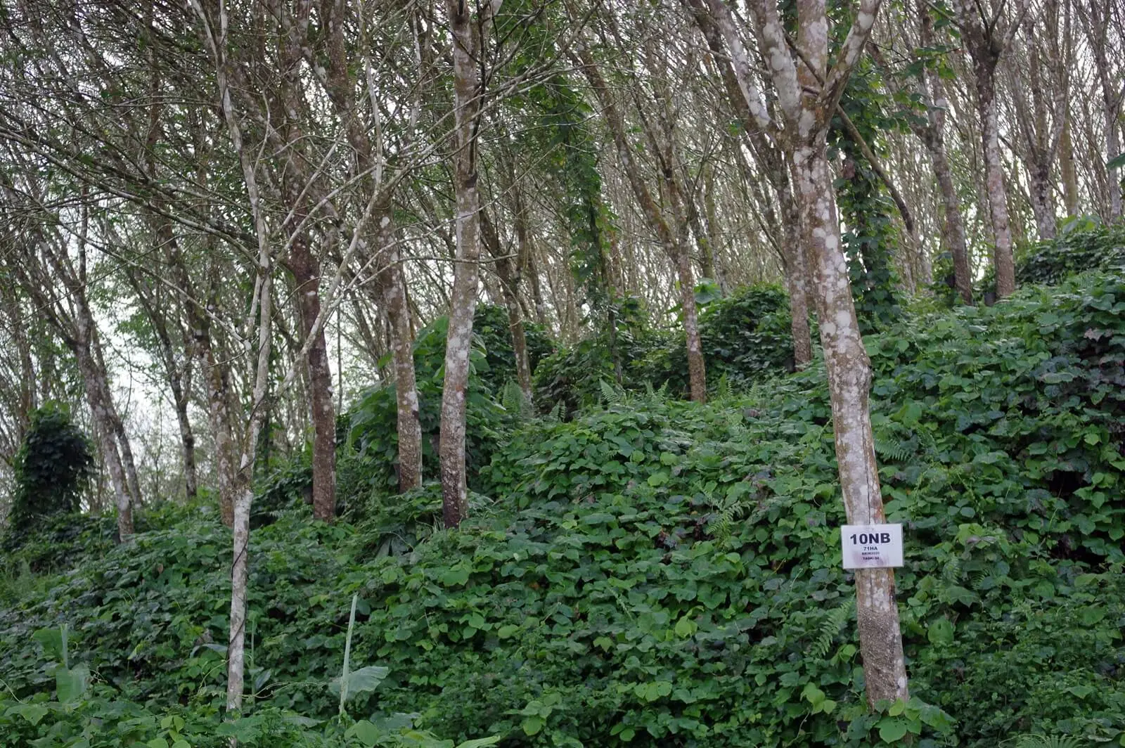 leafless trees grow with shrubs underneath. one tree is labeled 10NB 