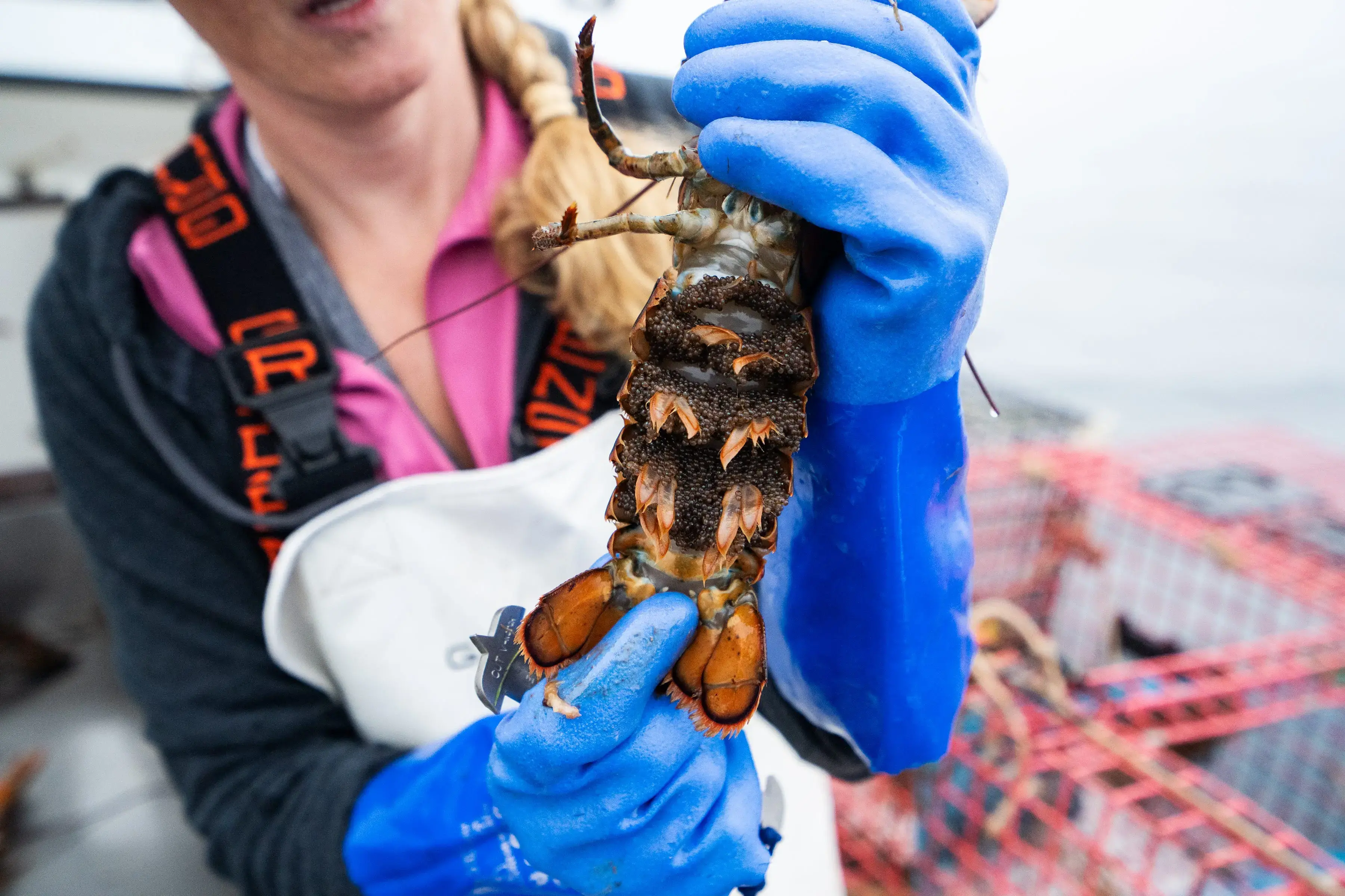 A 'Whole Way of Life' at Risk As Warming Waters Change Maine's Lobster  Fishing