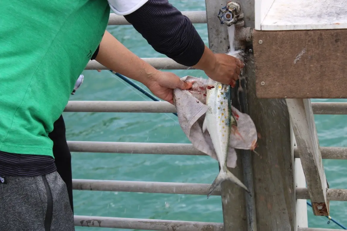 Saltwater fishing: Cooler water bringing Spanish mackerel back to Bay area