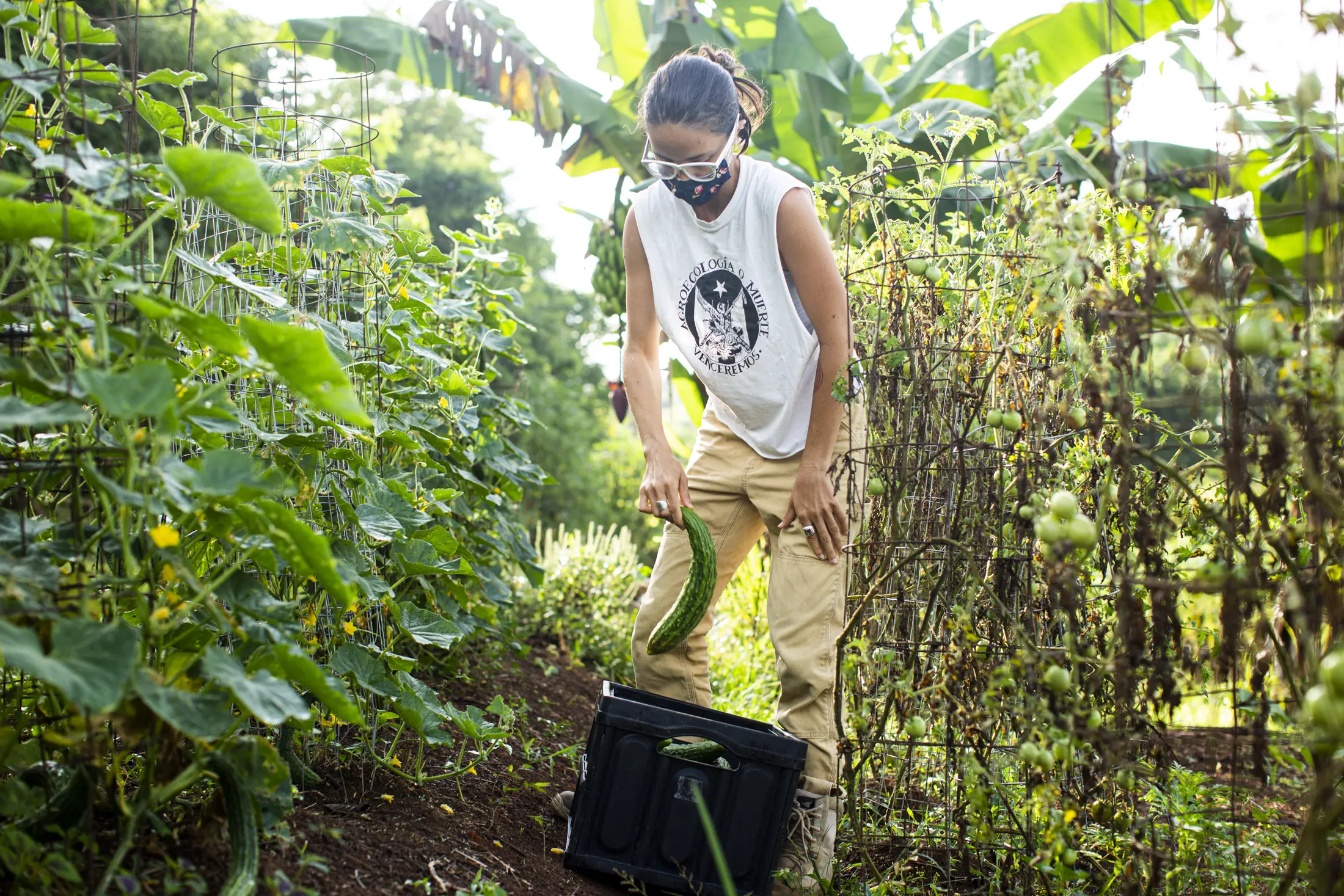 Woman harvests vegetables 