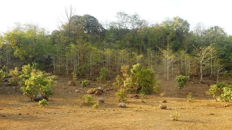 Fields and trees